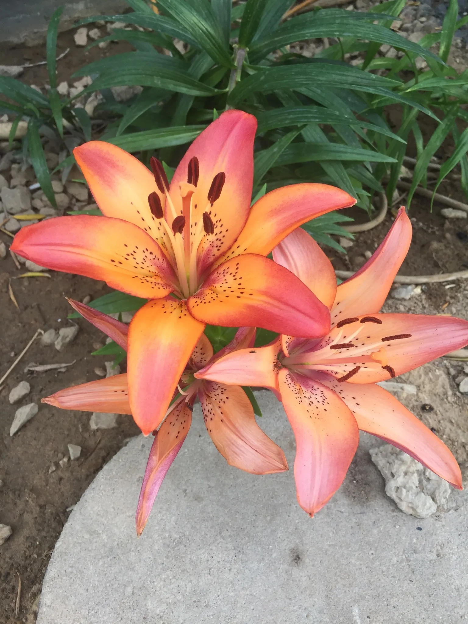 Tara OnlyFans header