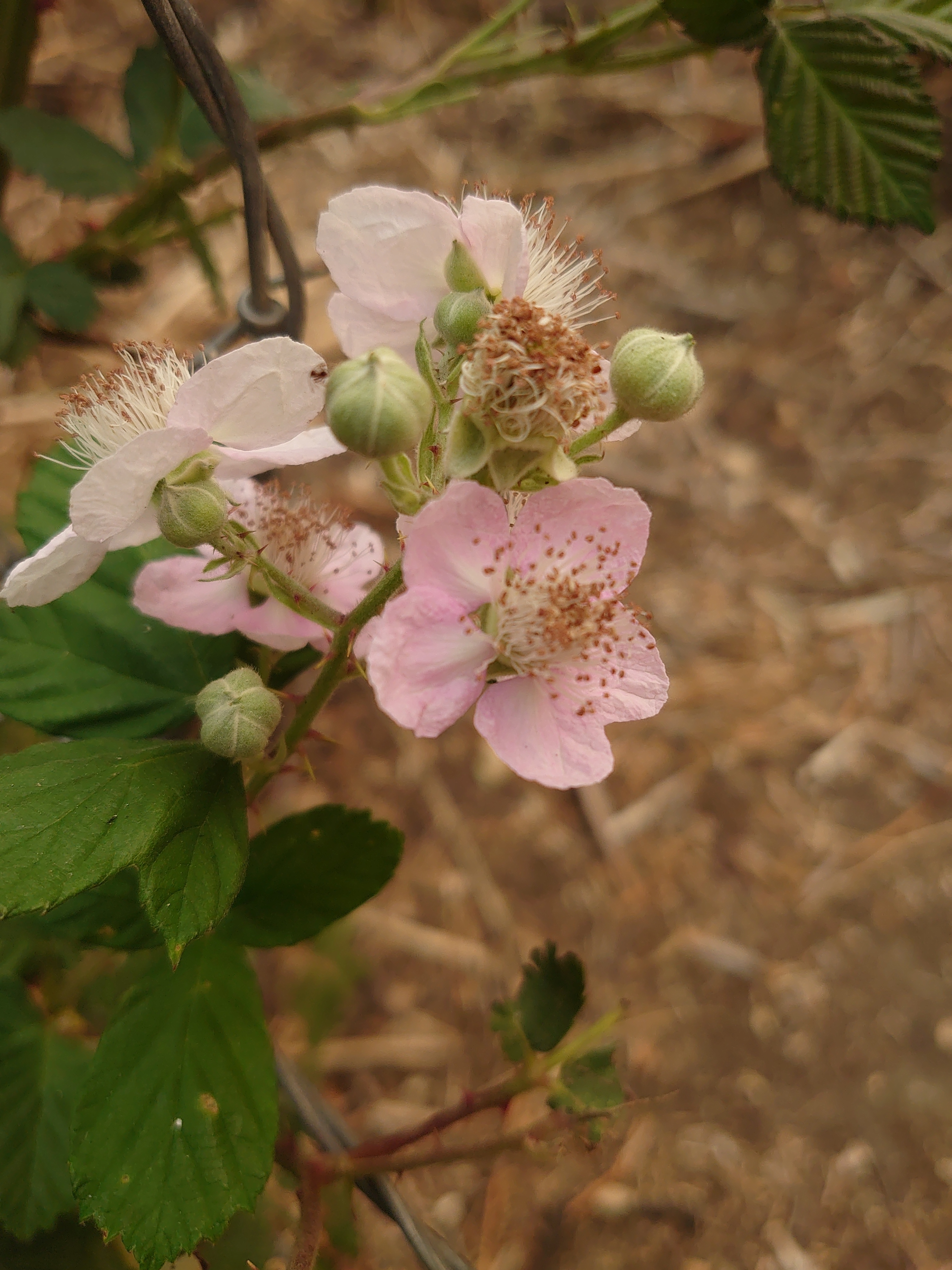 FeatherDancing OnlyFans