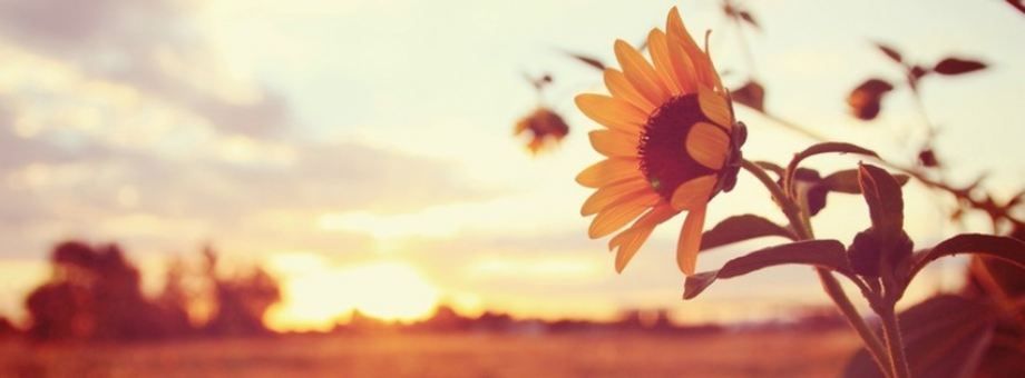 Alice OnlyFans header