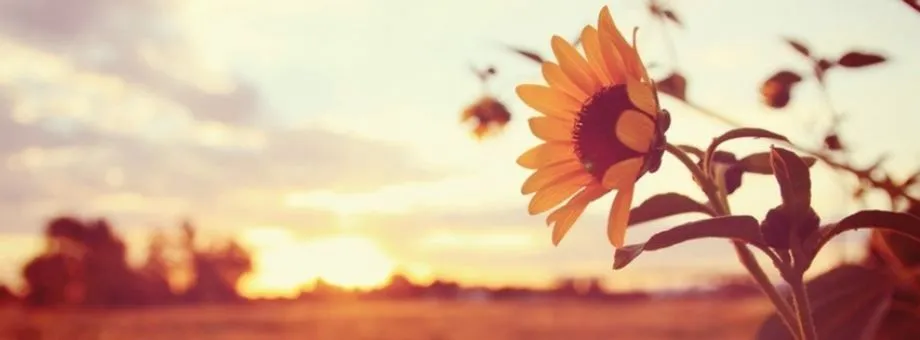 Alice OnlyFans header