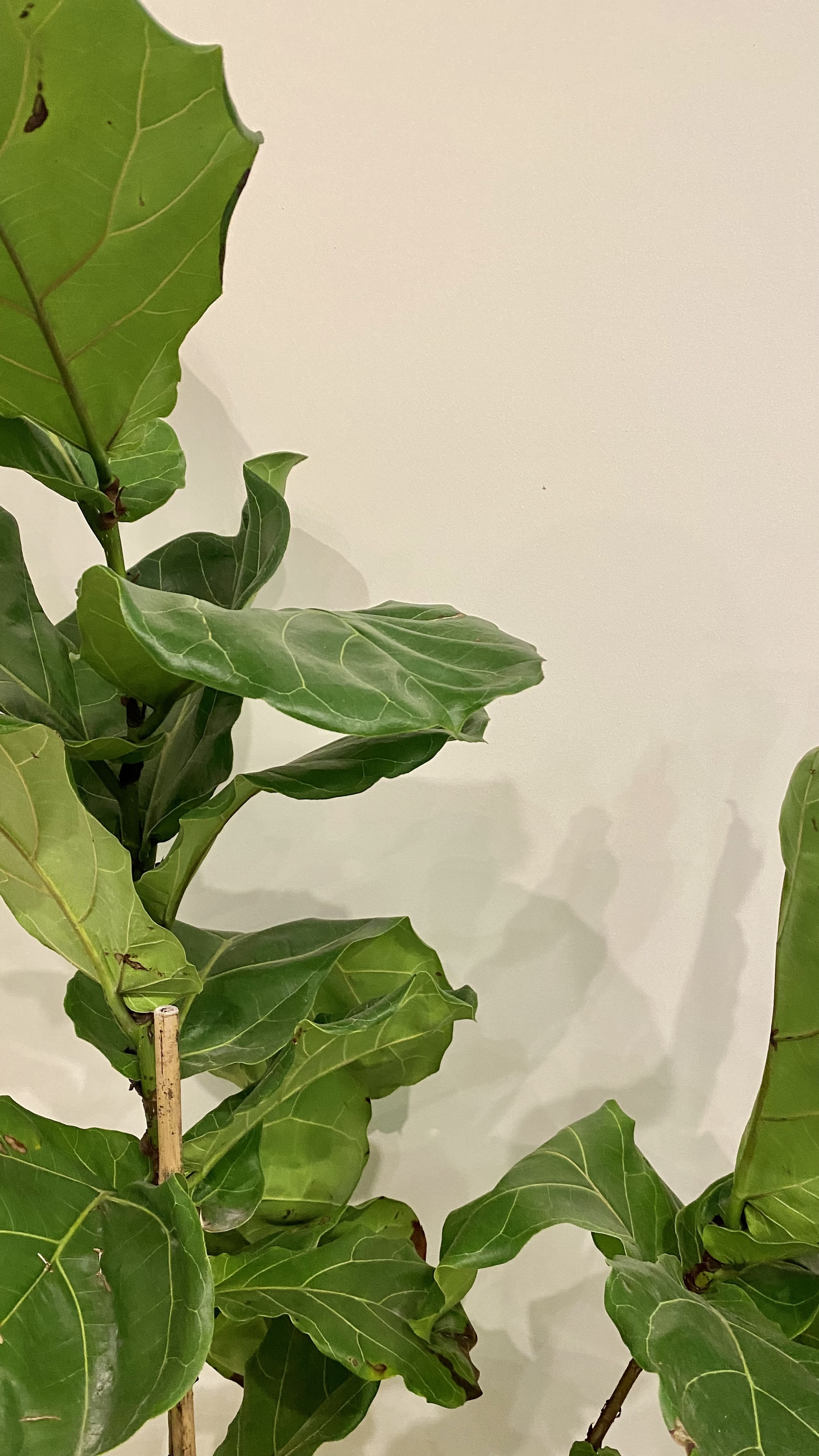 Luis Loewe OnlyFans header