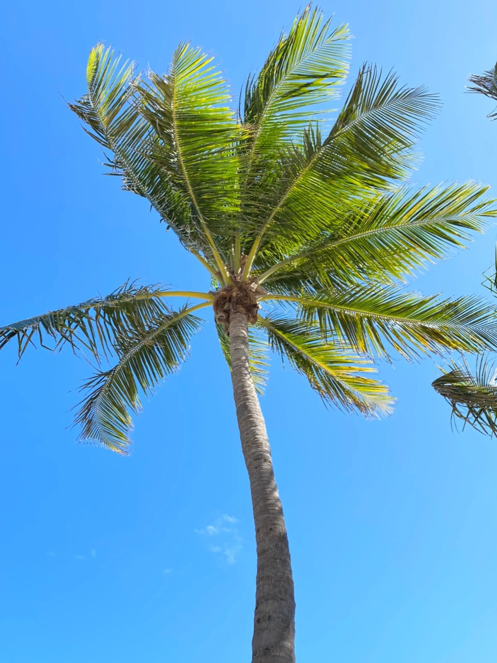 FeetByVenus OnlyFans header