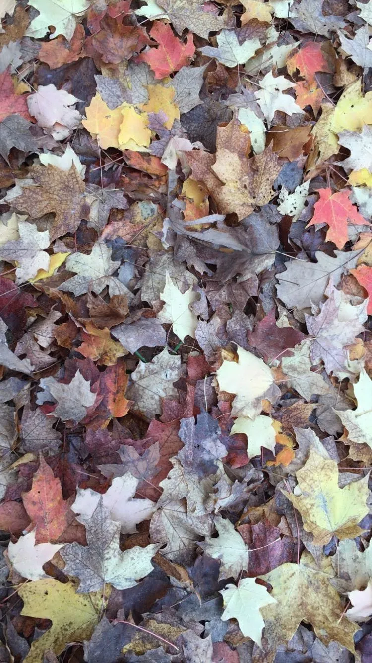 Mae Lyne✨ OnlyFans header