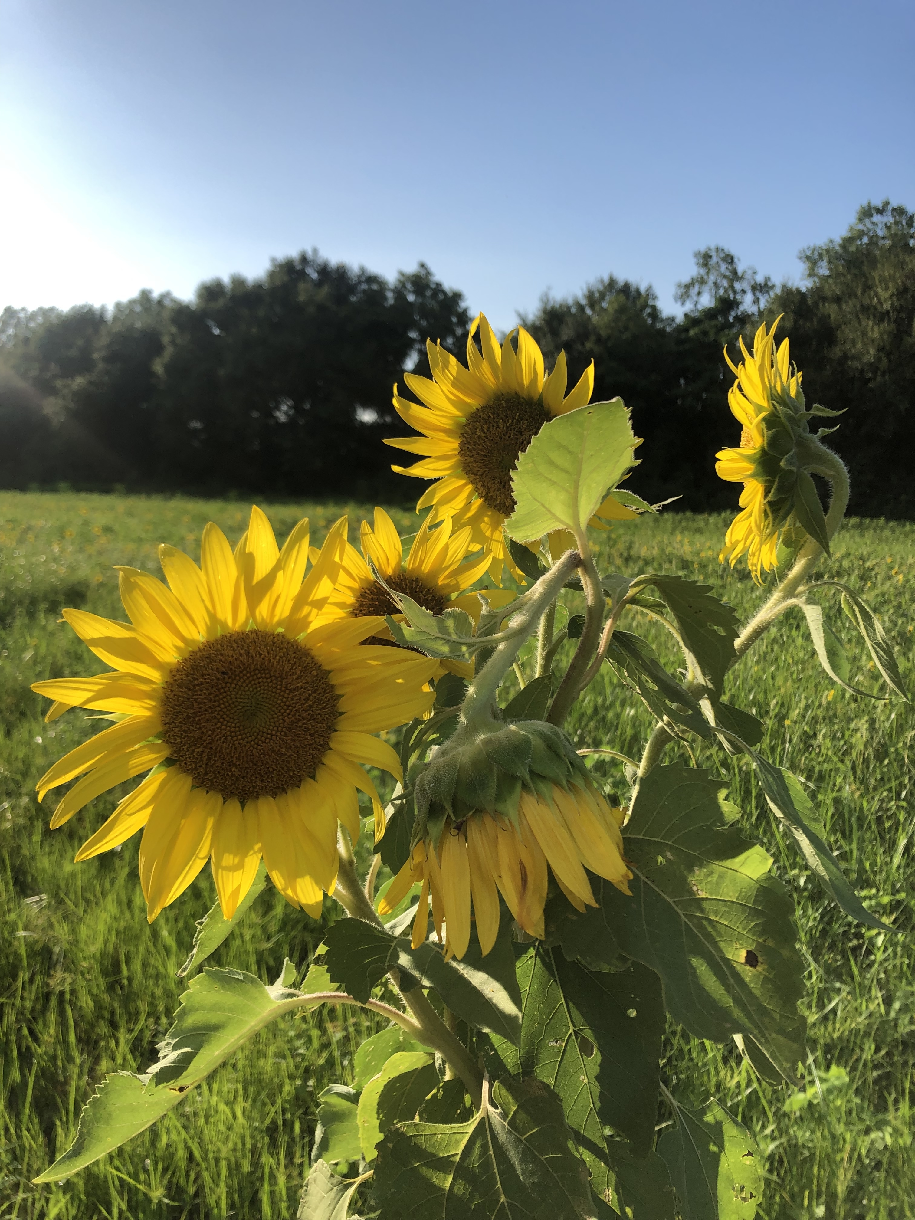 Feet4Fees OnlyFans header