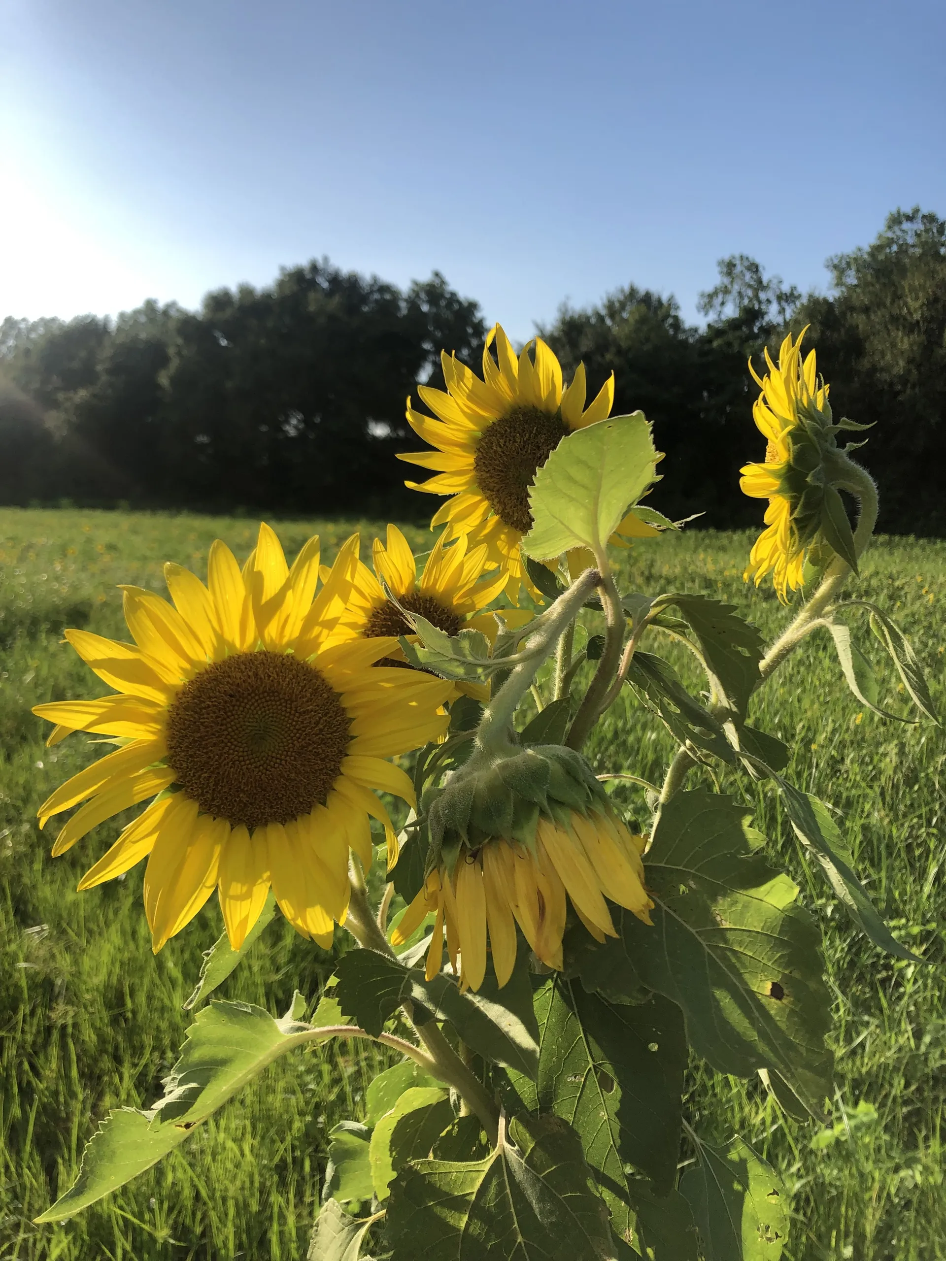 Feet4Fees OnlyFans header