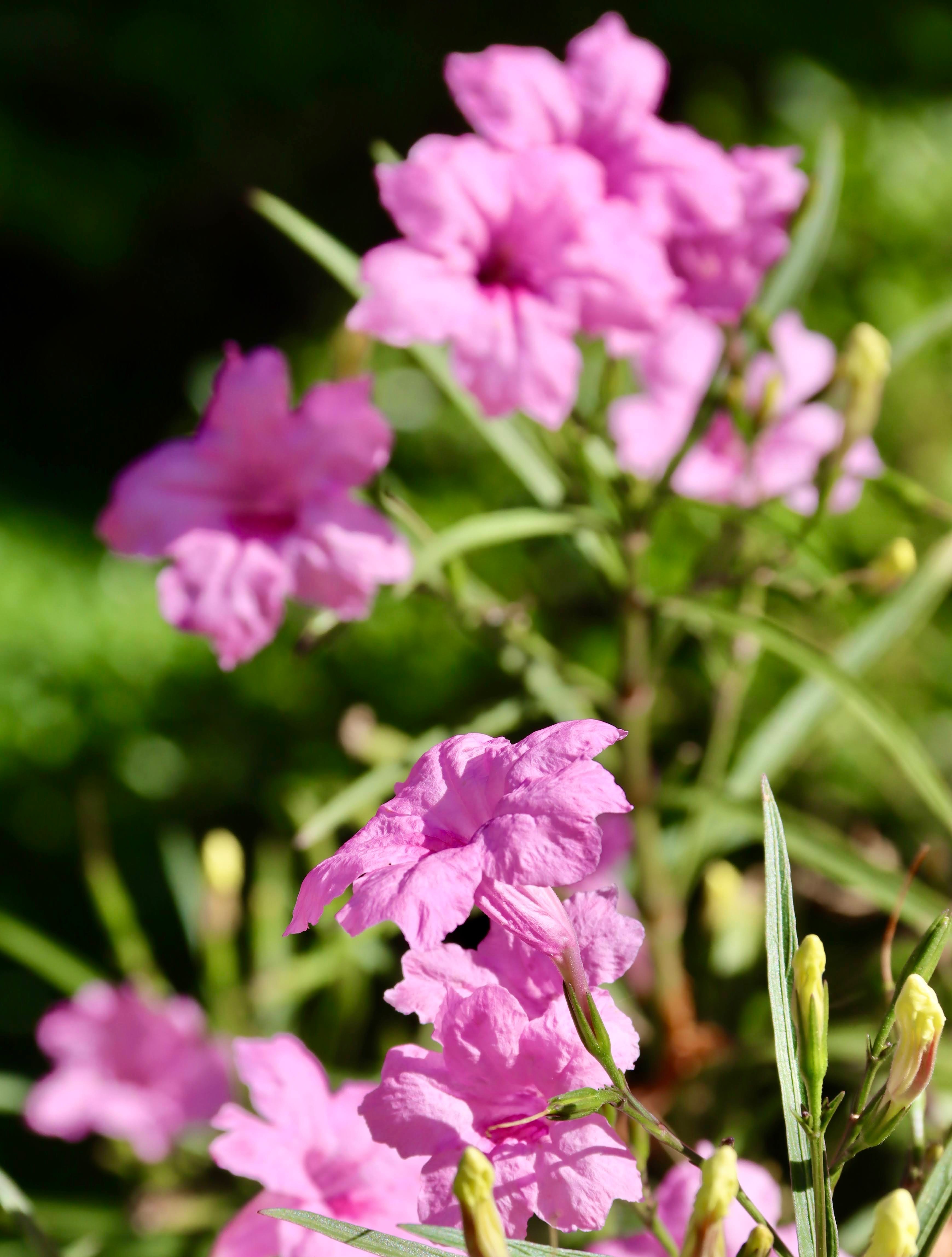 Yuki OnlyFans header