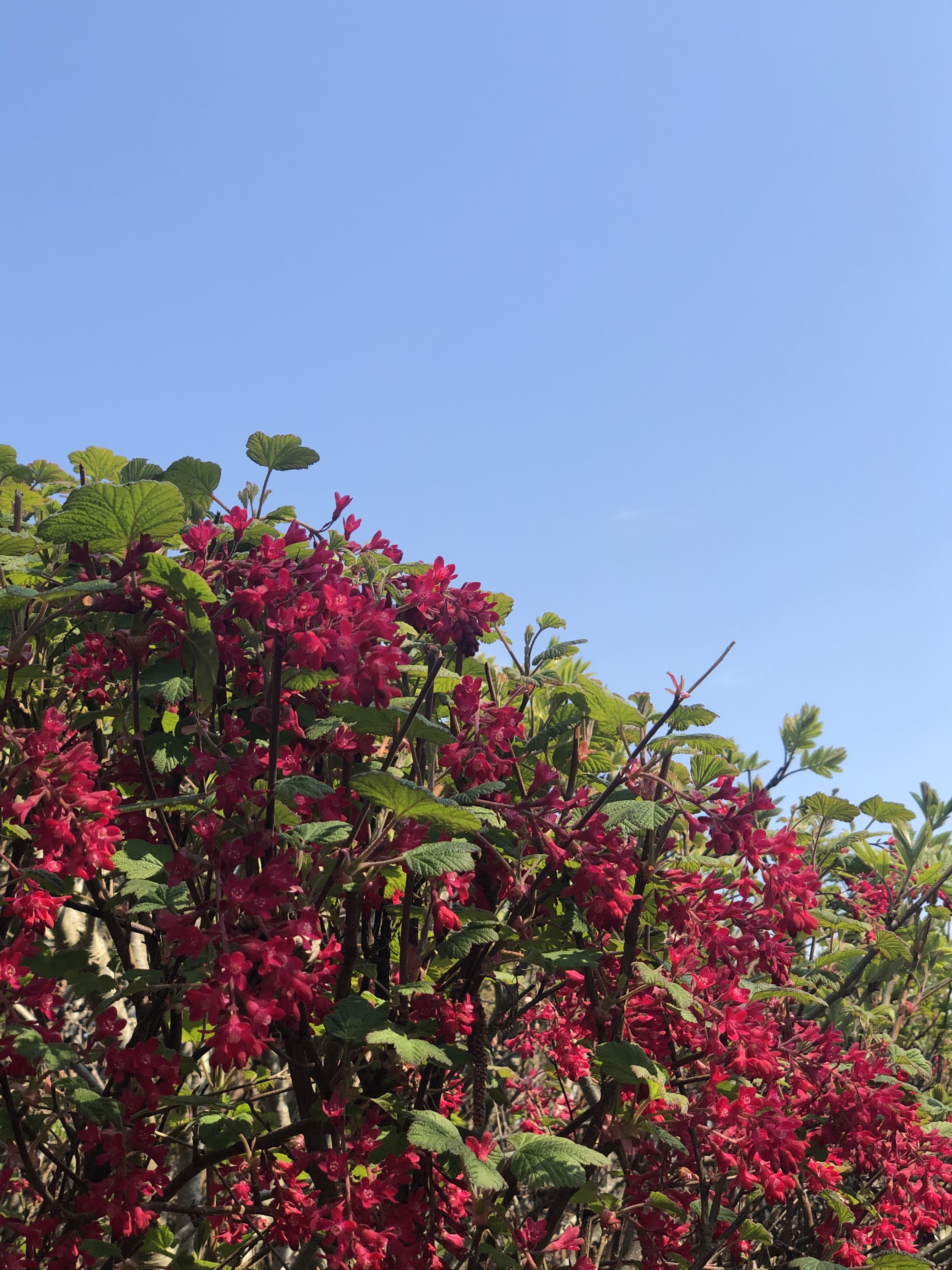 Feetanya OnlyFans header