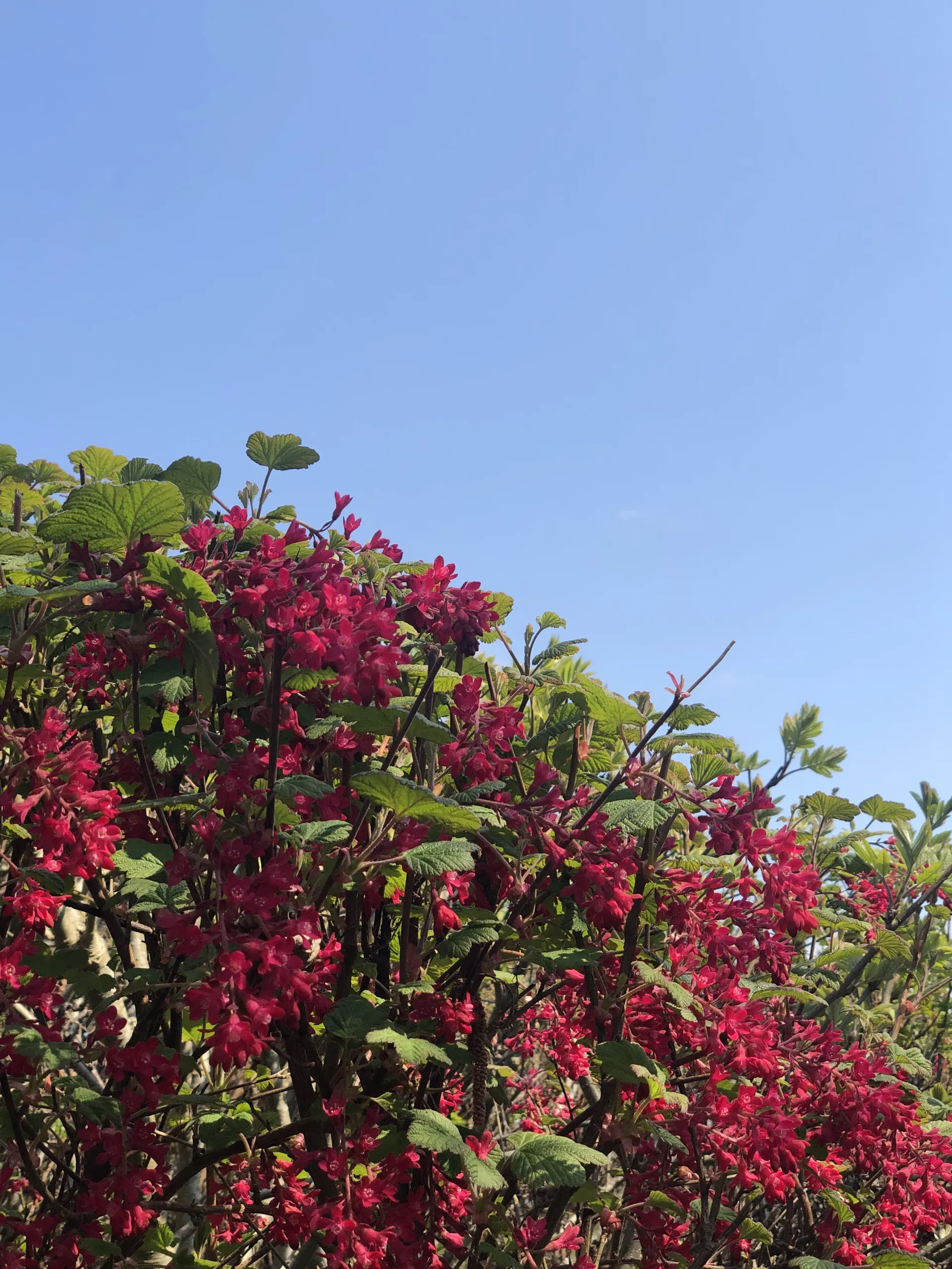 Feetanya OnlyFans header