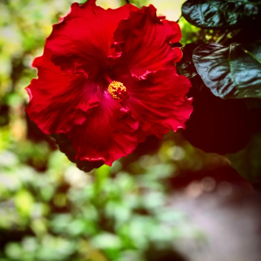 Hannah Rose OnlyFans header