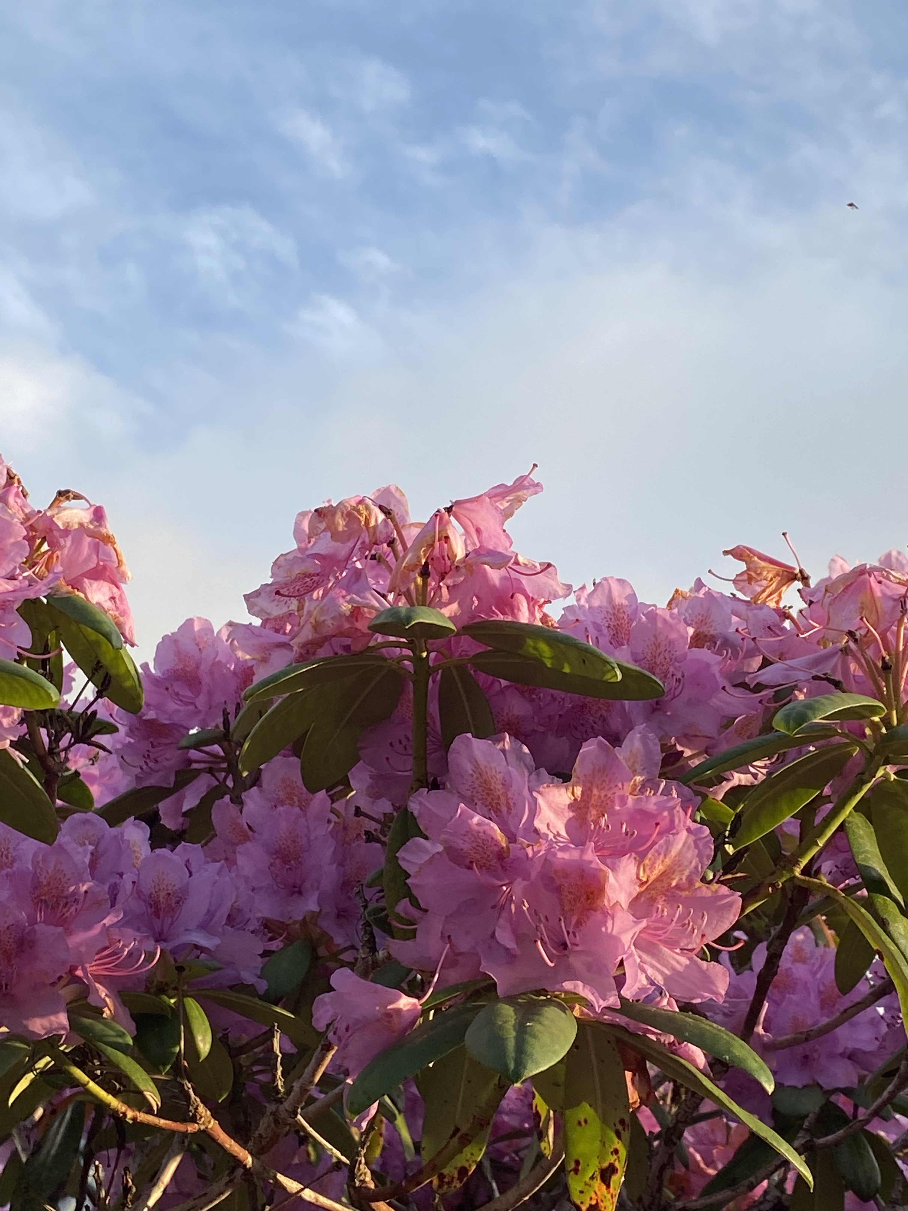 Elvira OnlyFans header