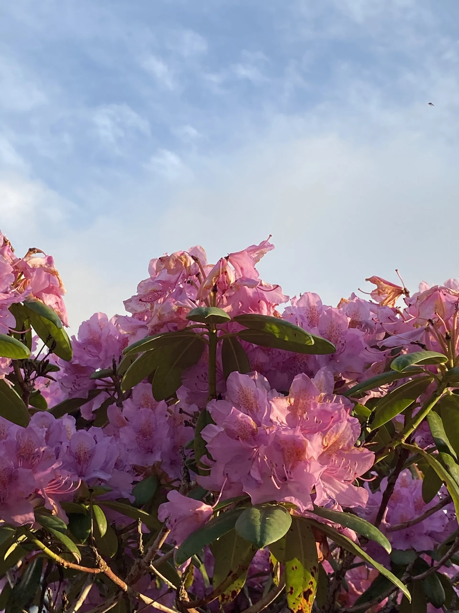 Elvira OnlyFans header