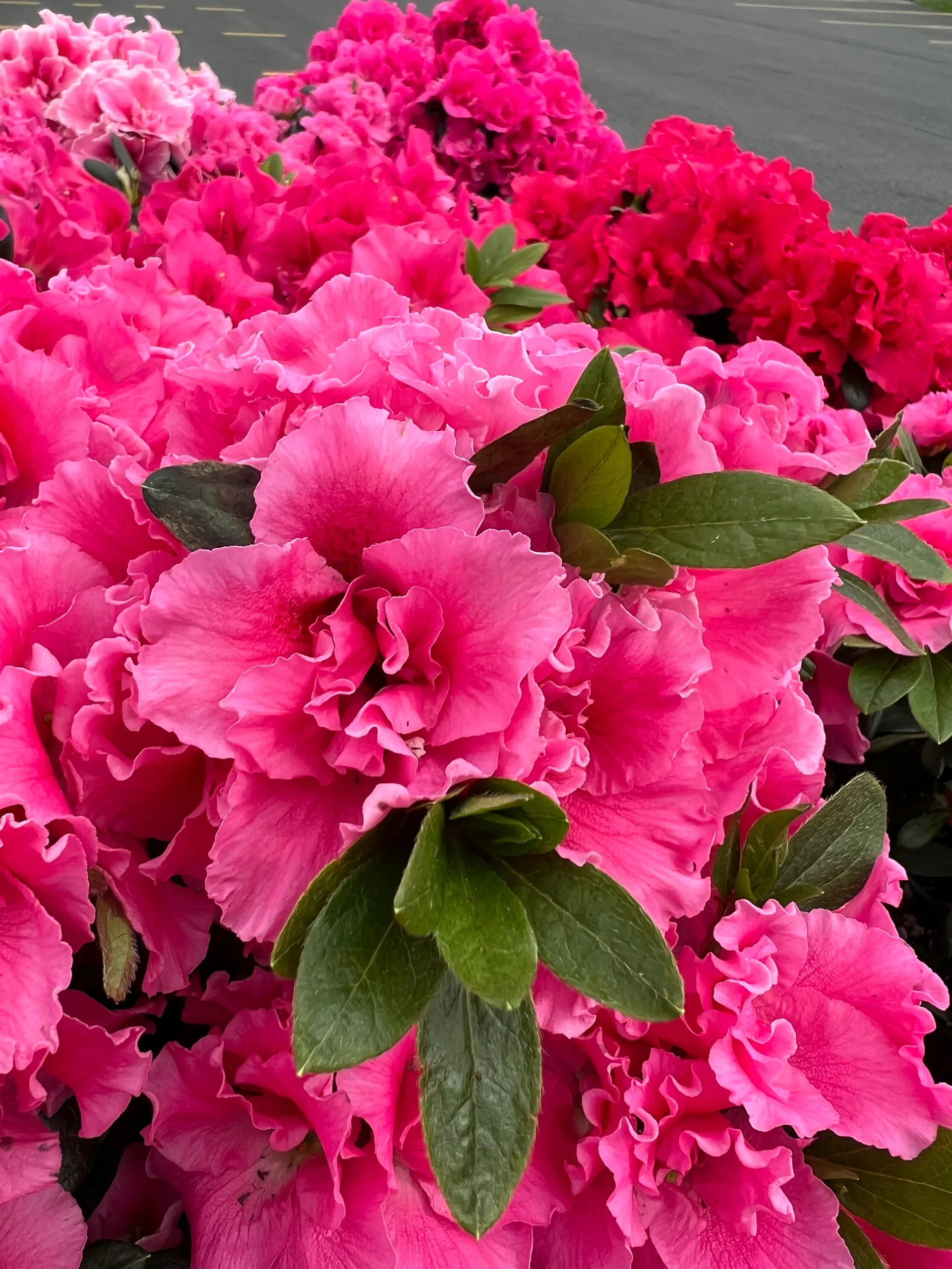 Just Some Feet OnlyFans header