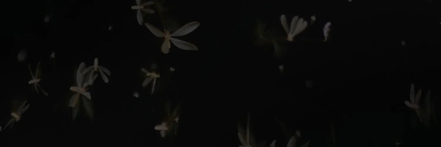 Feetforhim OnlyFans header