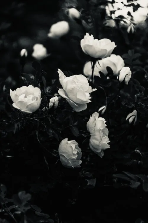 Bailey Rae OnlyFans header