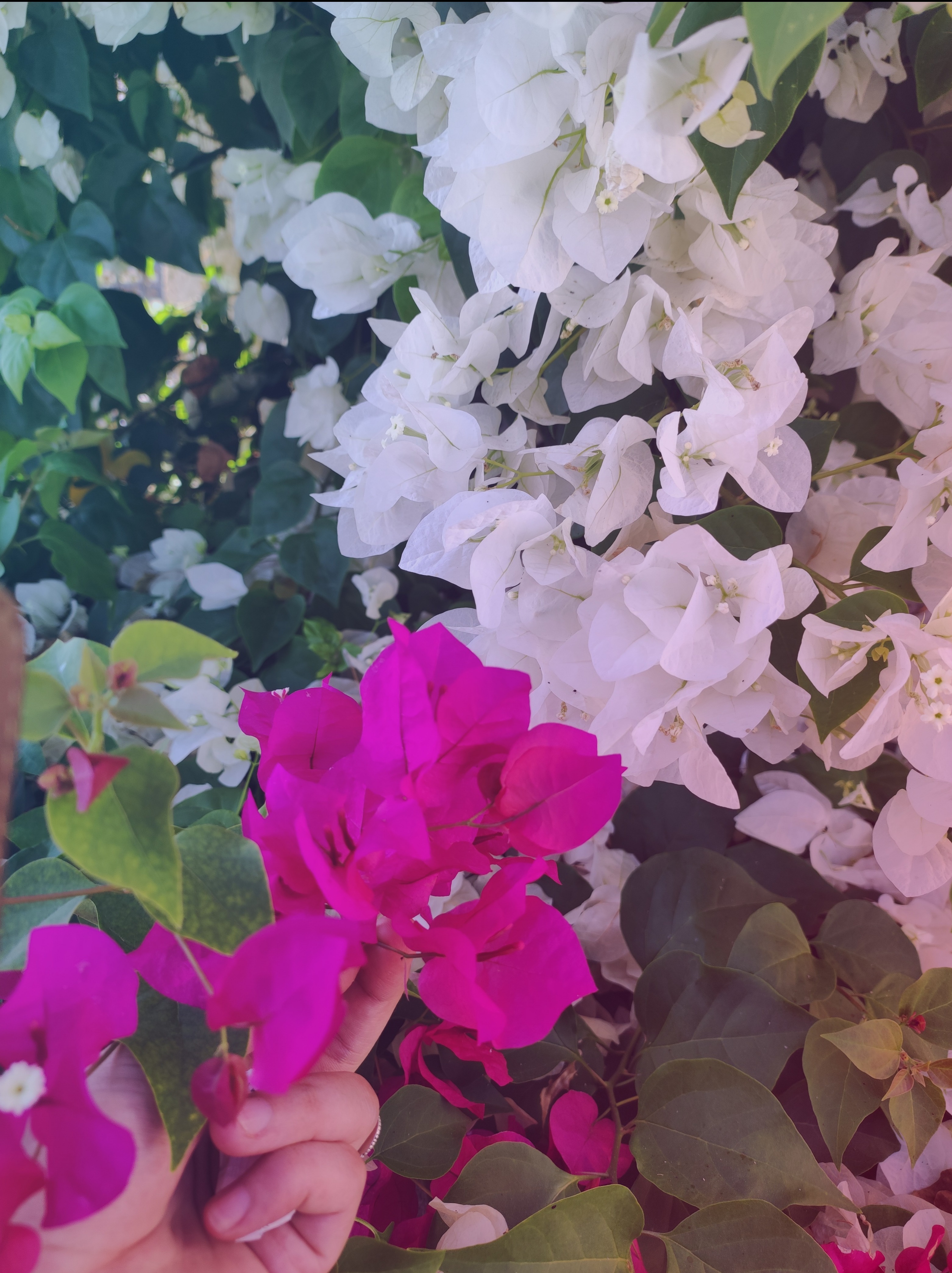 FeetishX OnlyFans header