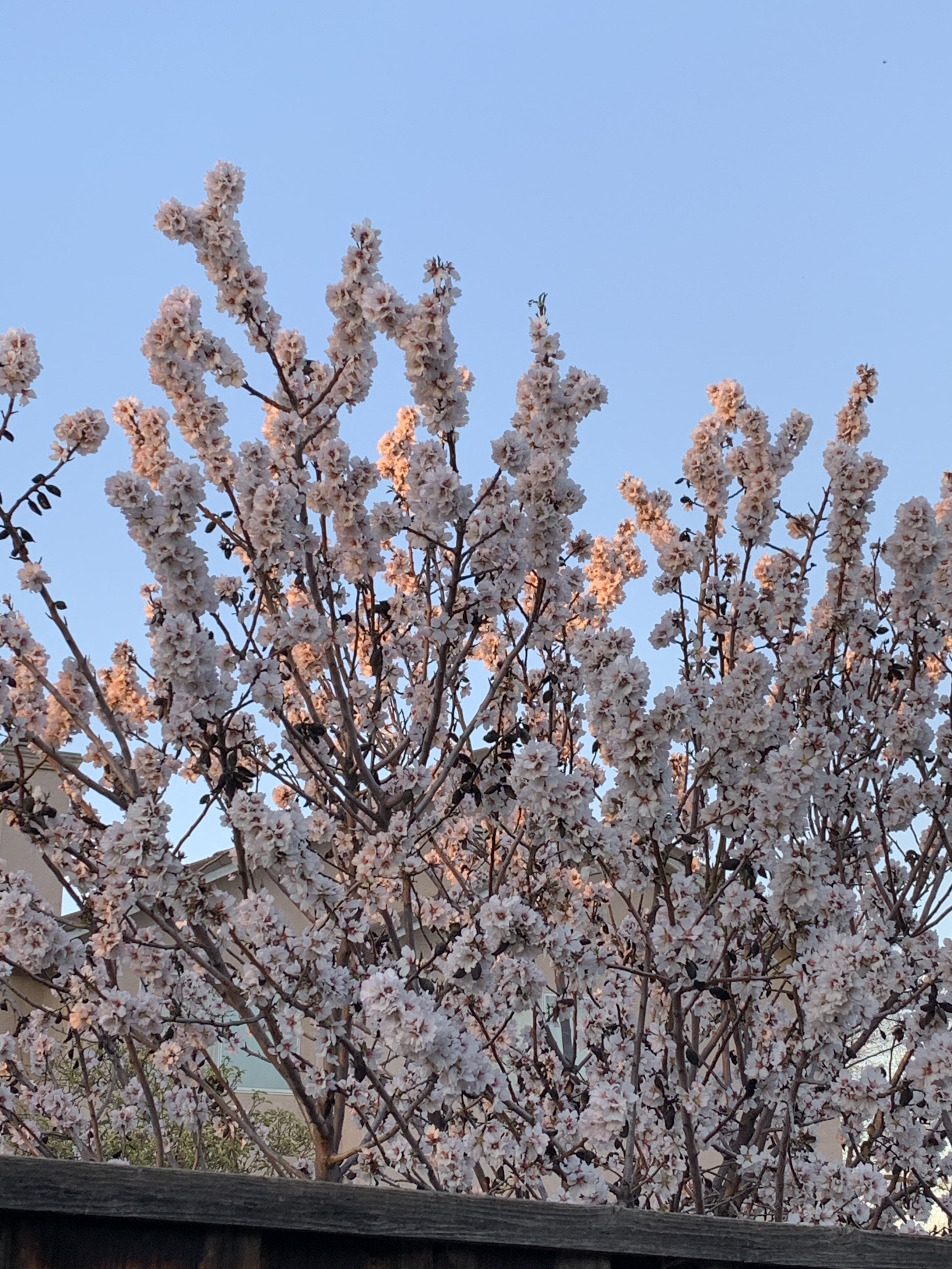 Felicia OnlyFans header