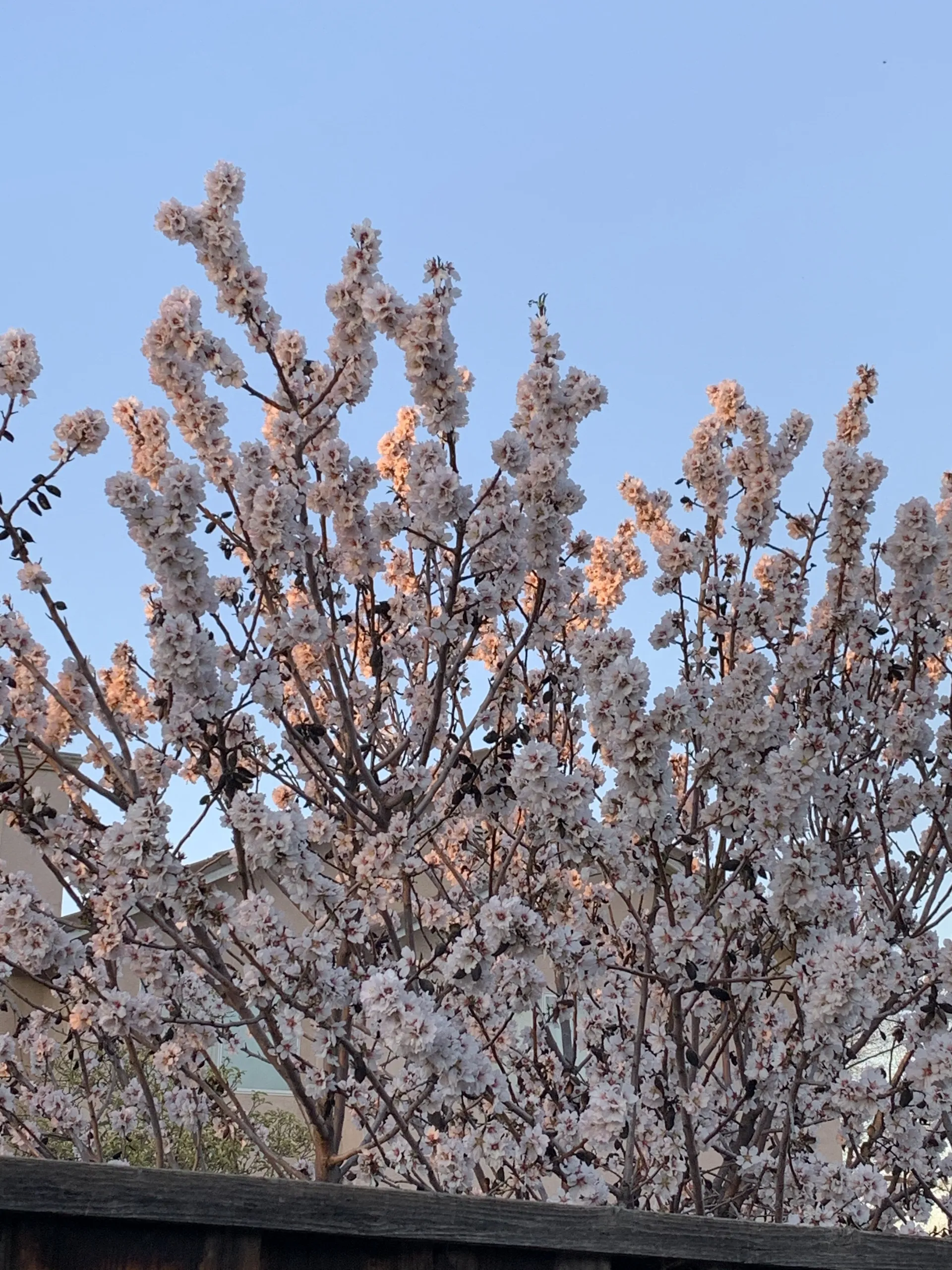 Felicia OnlyFans header