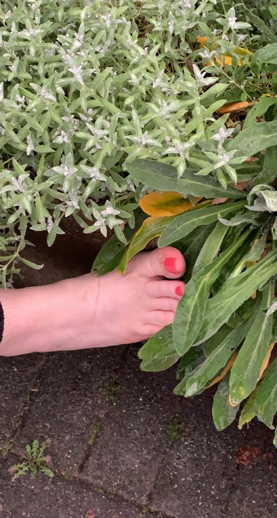 Luna OnlyFans header