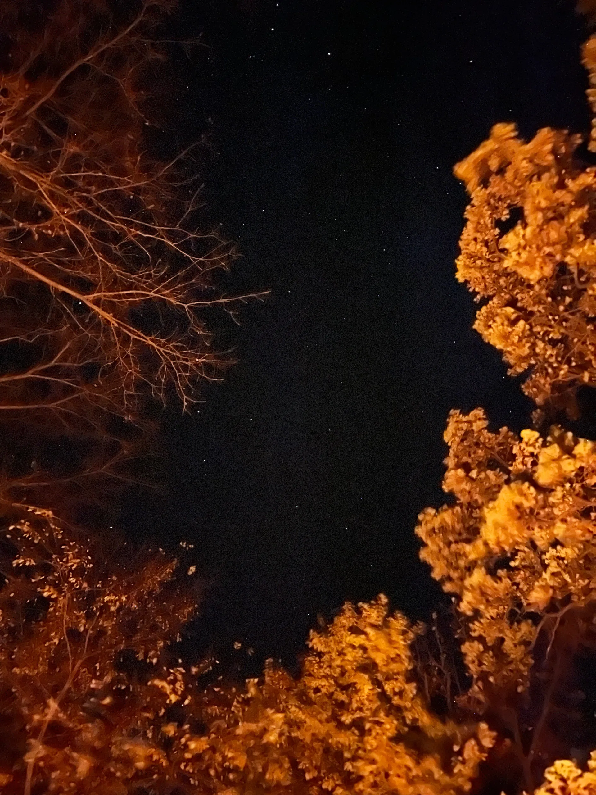 OnlyFeet OnlyFans header