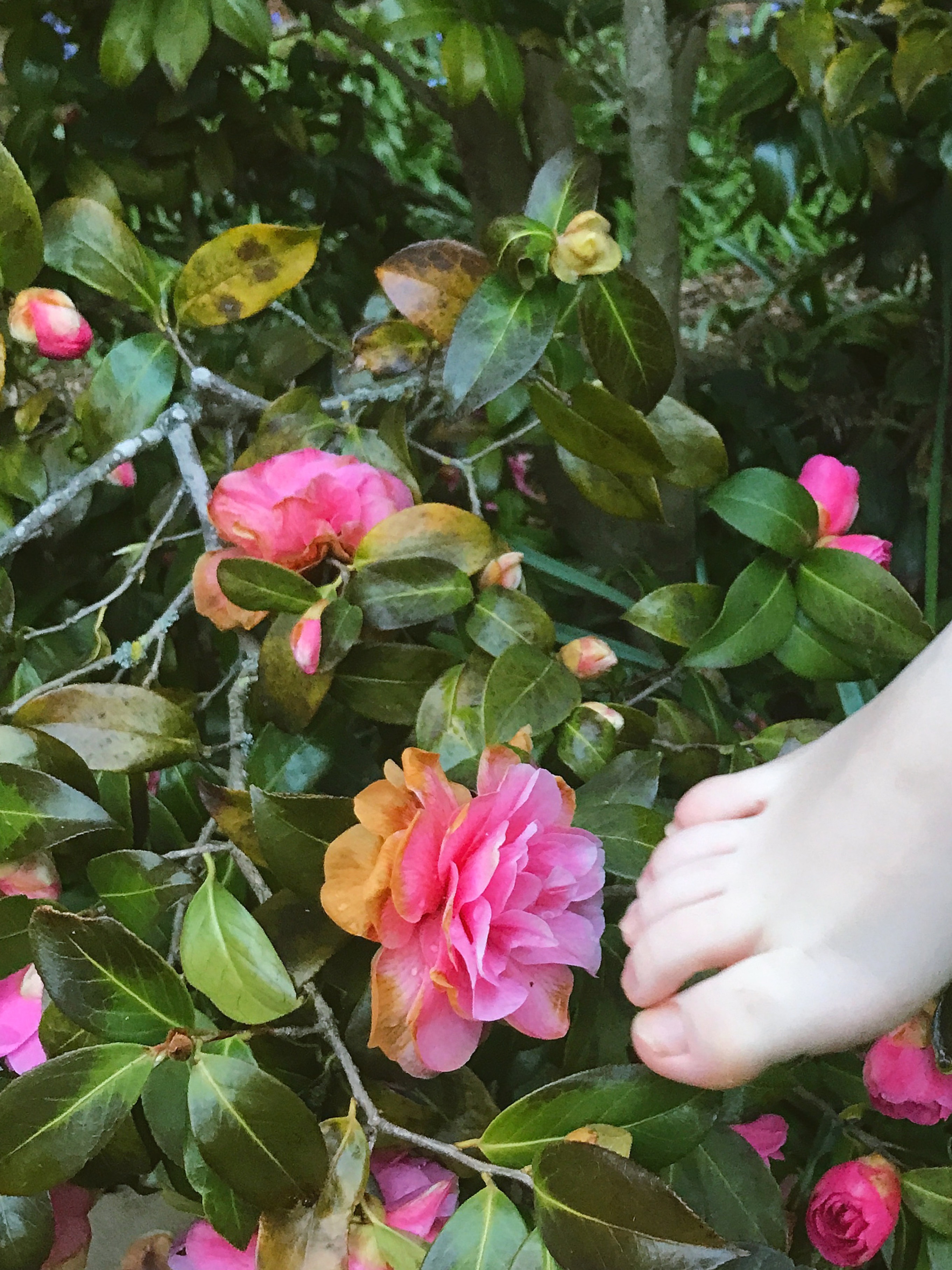 Feetyfufu OnlyFans header