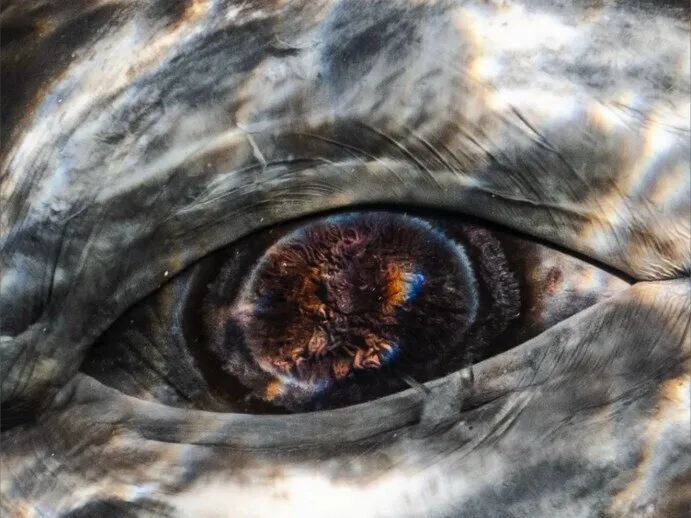 Fefee Fae OnlyFans header