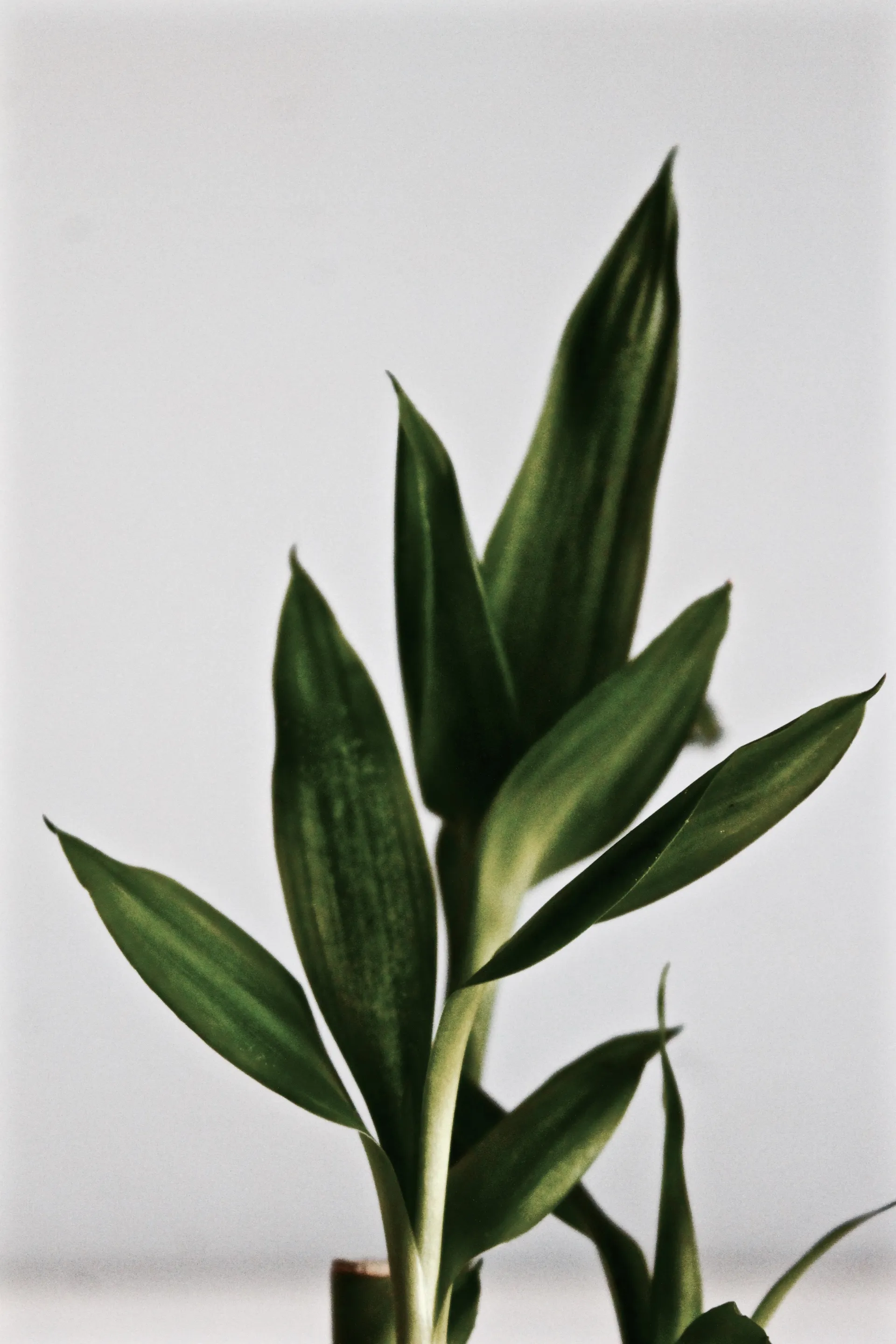 Felicity OnlyFans header