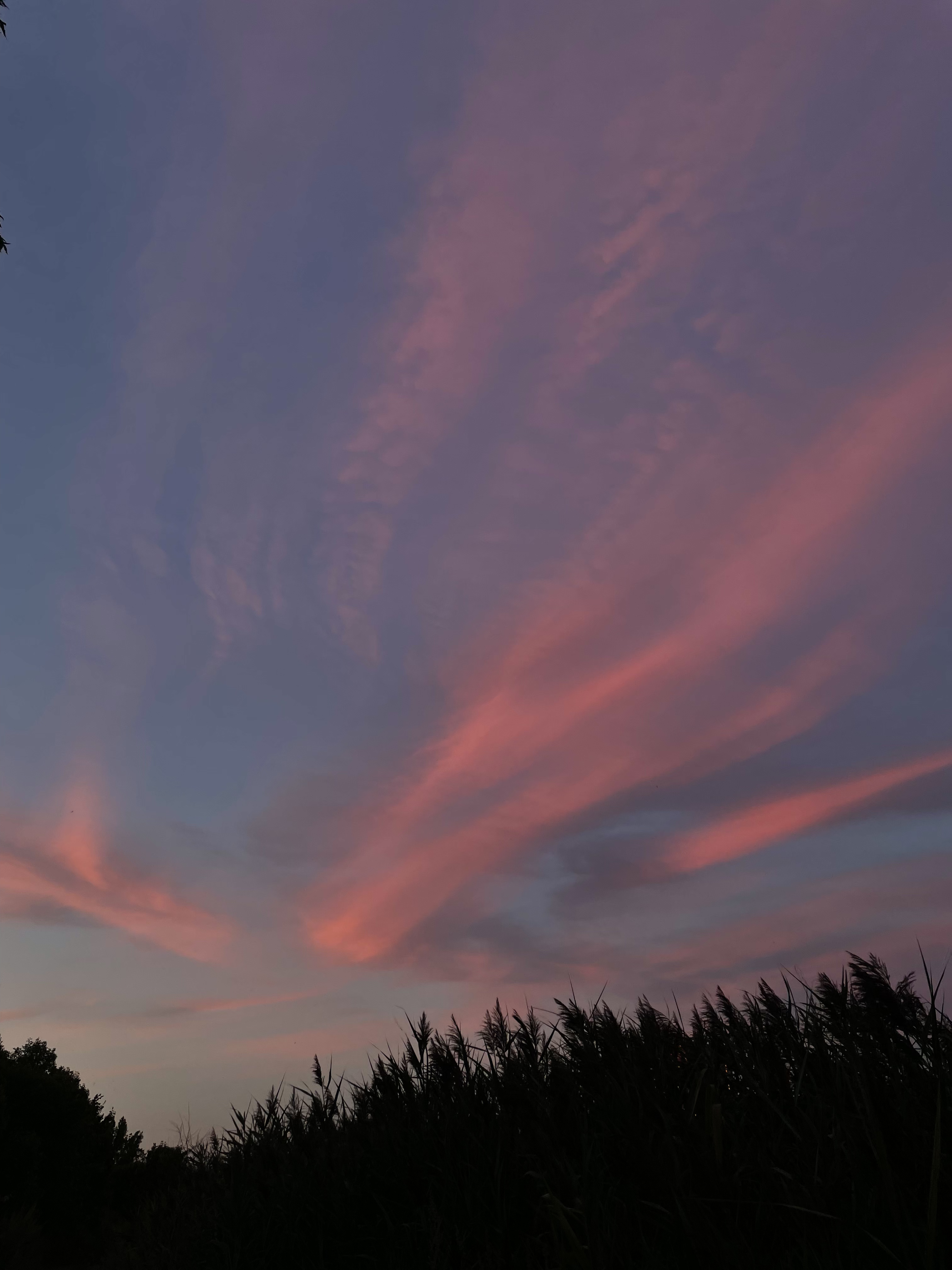 Feline toe OnlyFans header