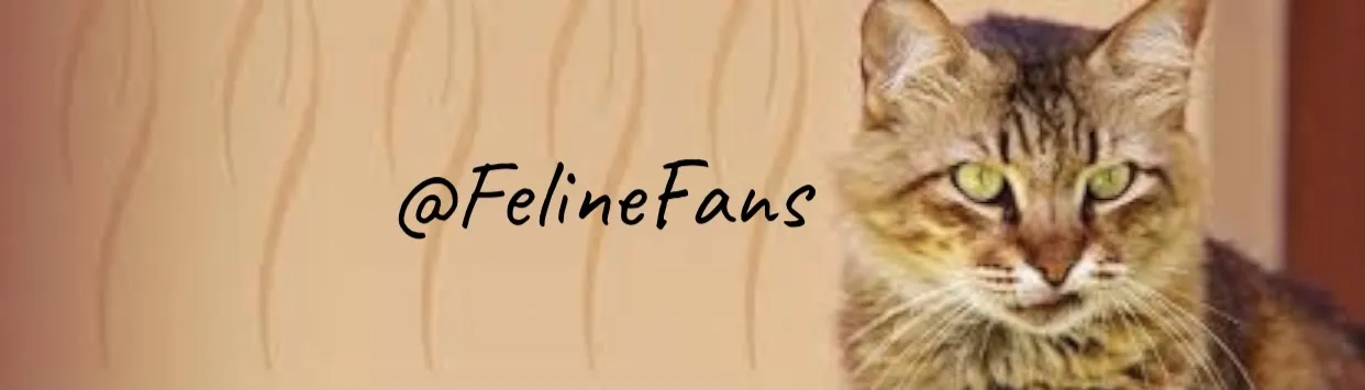 💕🐱 FelineFans 🐱💕 OnlyFans header