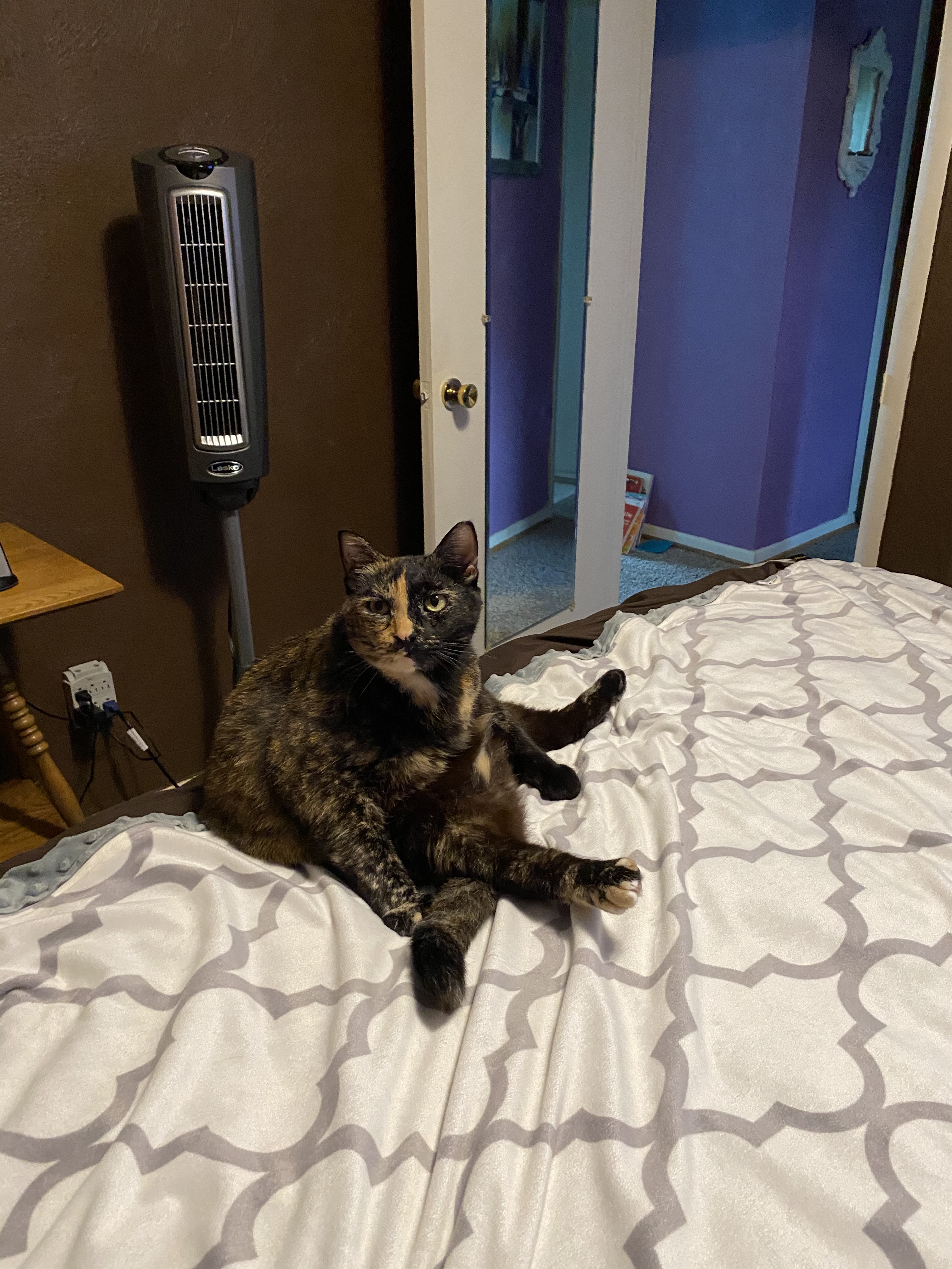 Onlycats OnlyFans header