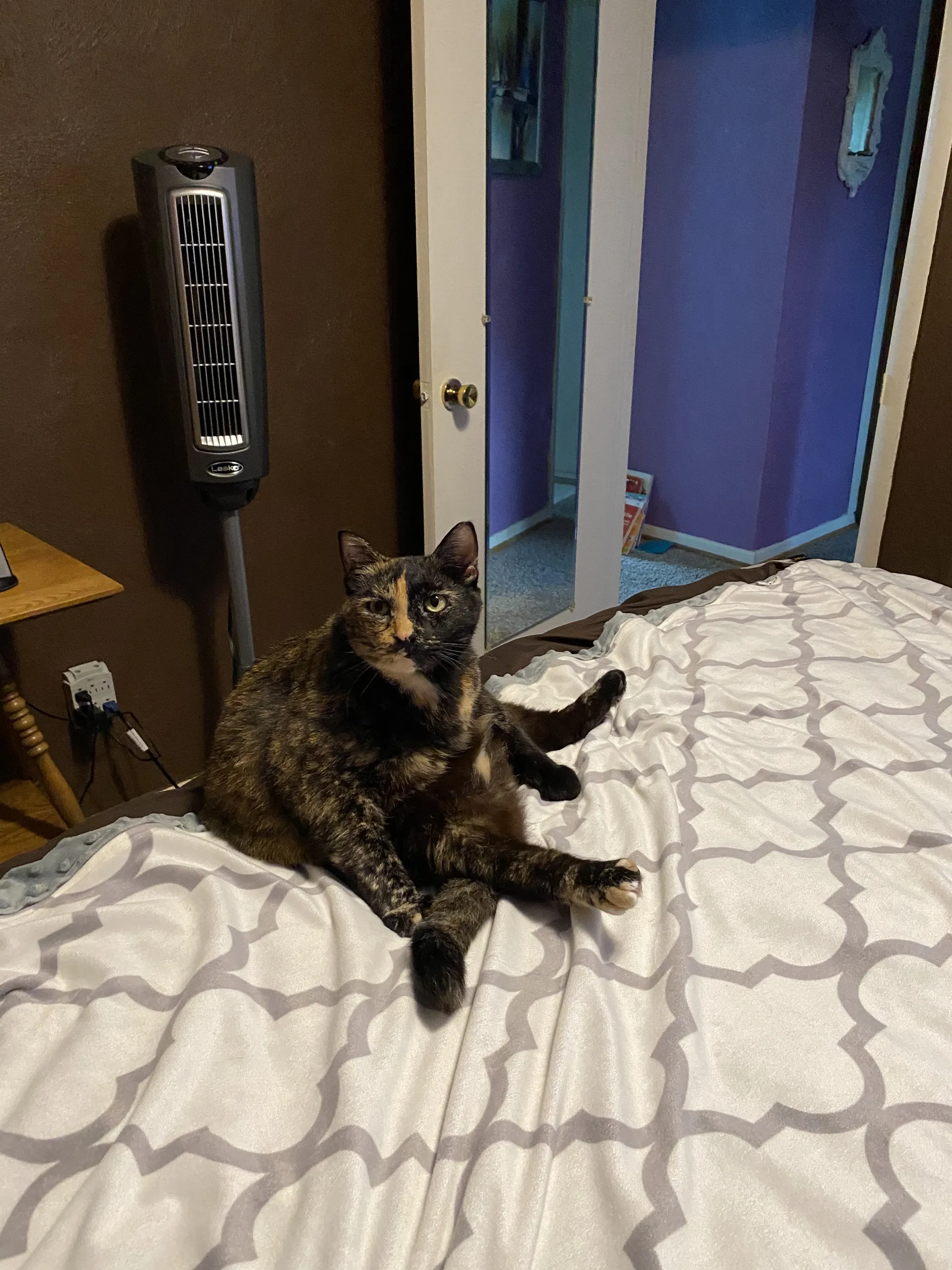 Onlycats OnlyFans header