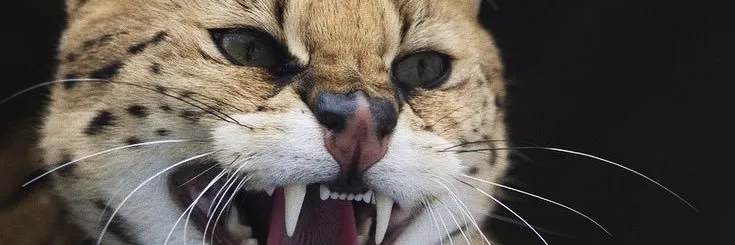 Felipe Saenz OnlyFans header