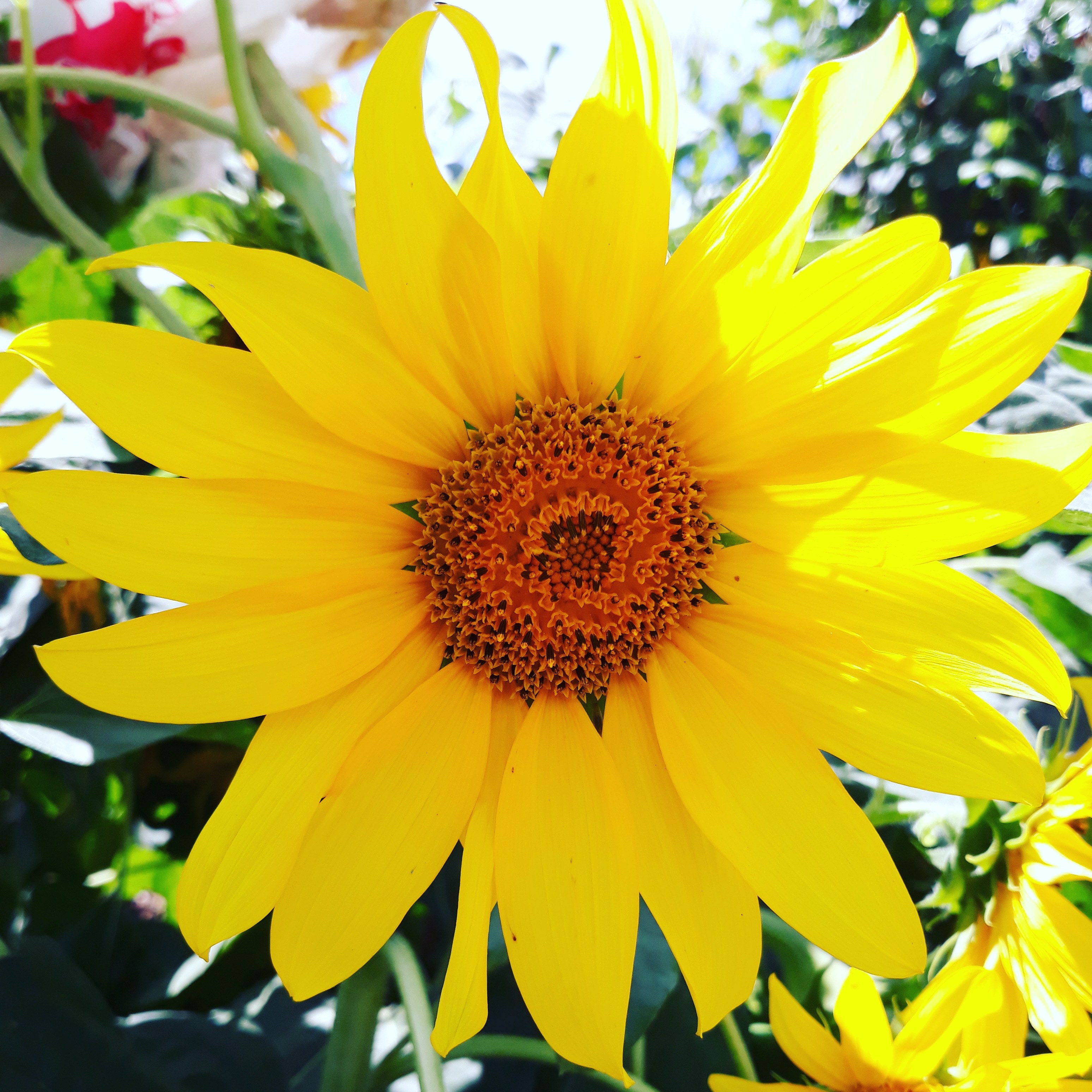 Felipe Lipe OnlyFans header