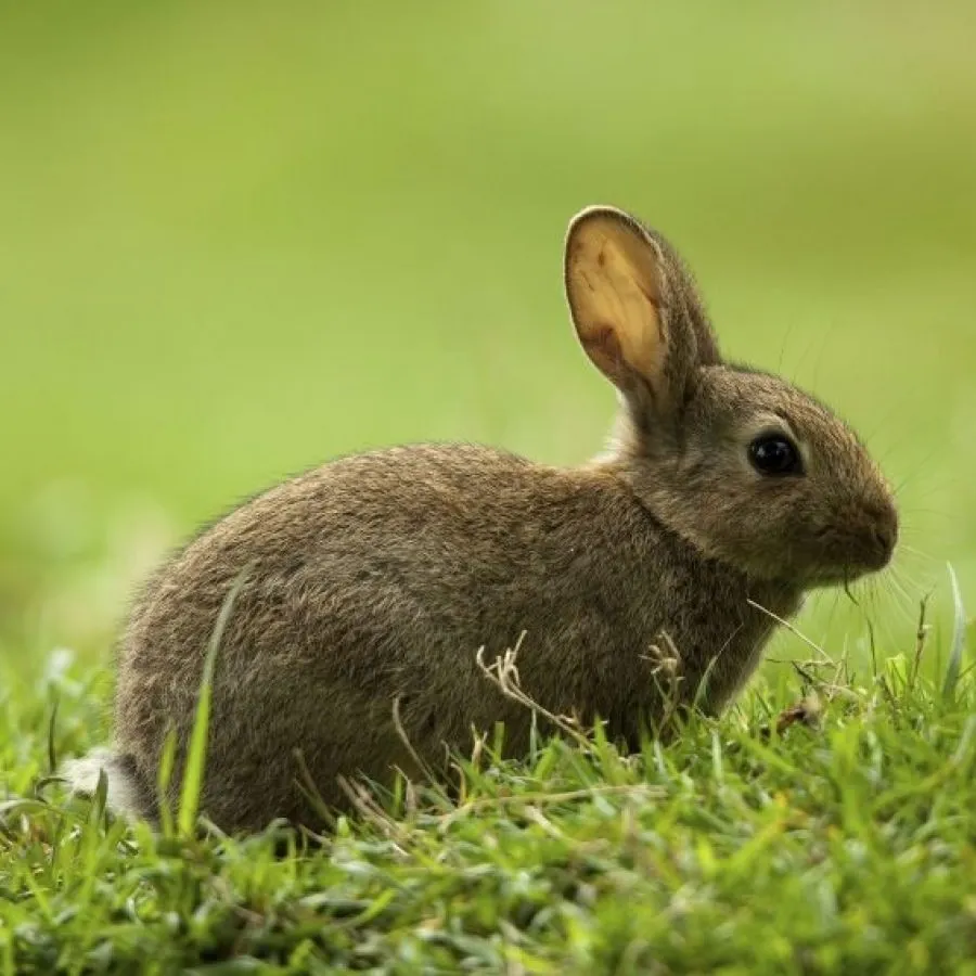 Felix Anderson OnlyFans header