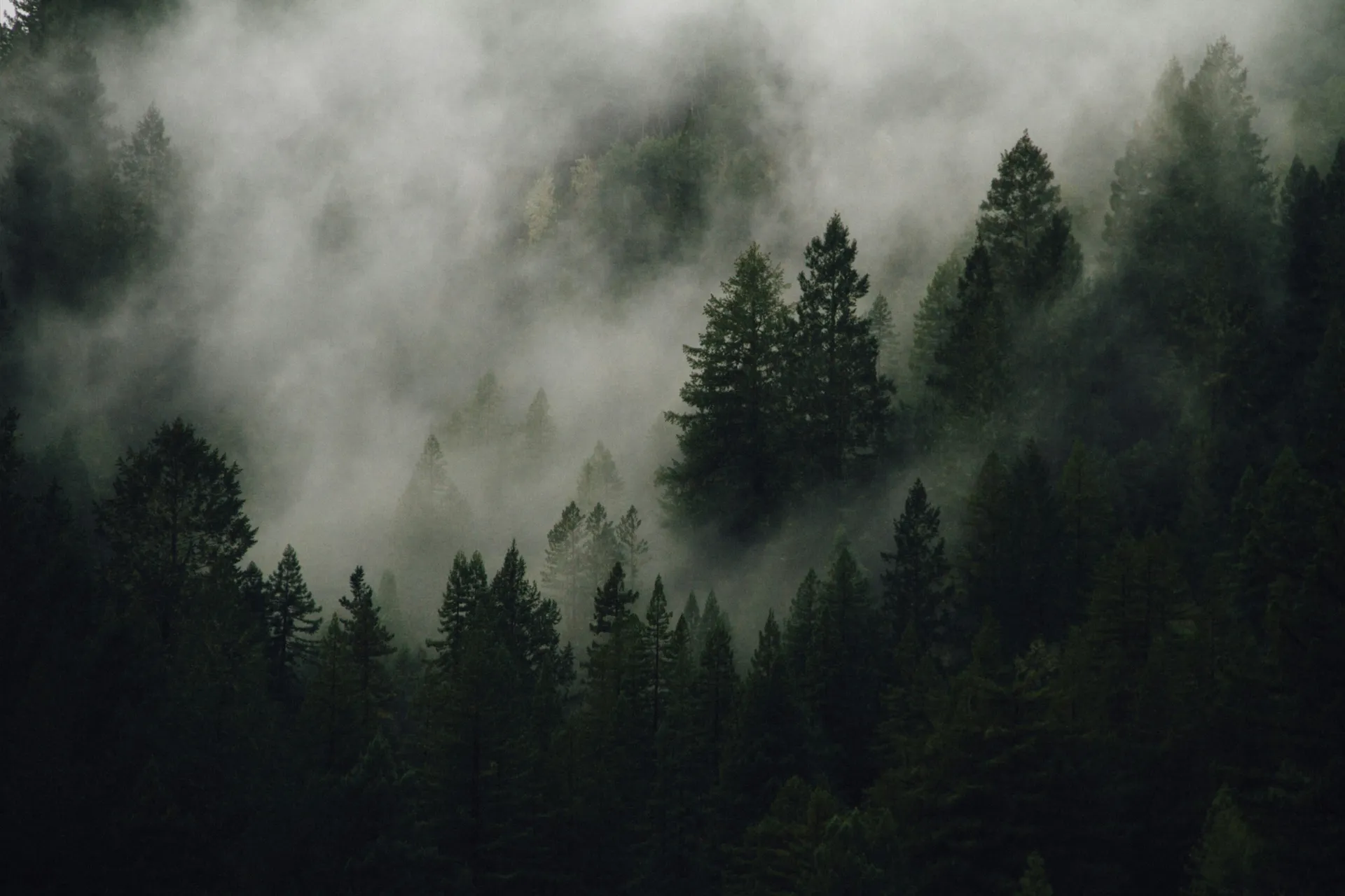 Felix Moss OnlyFans header