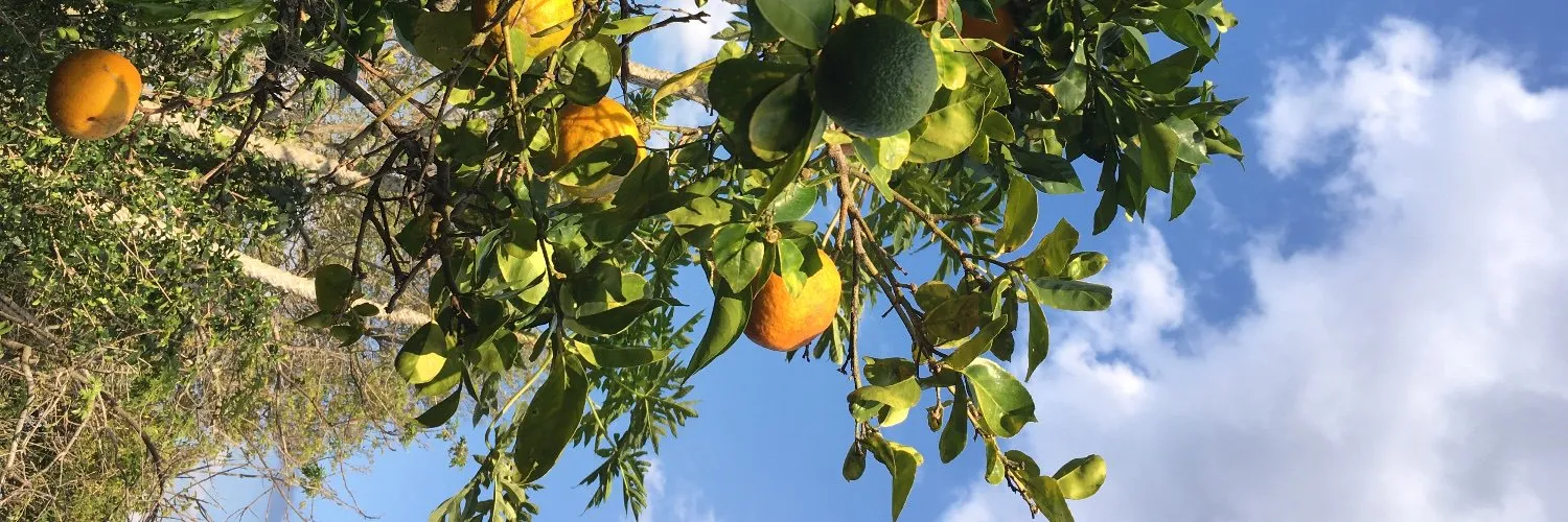 Angel OnlyFans header