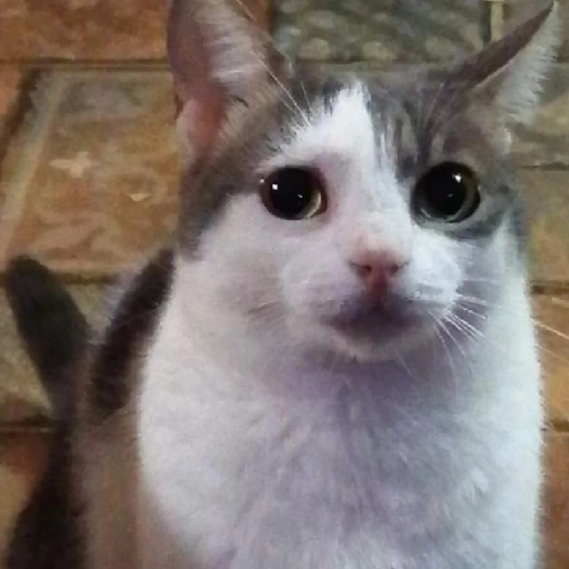 Femboy Astronomy 🌗🌌🪐