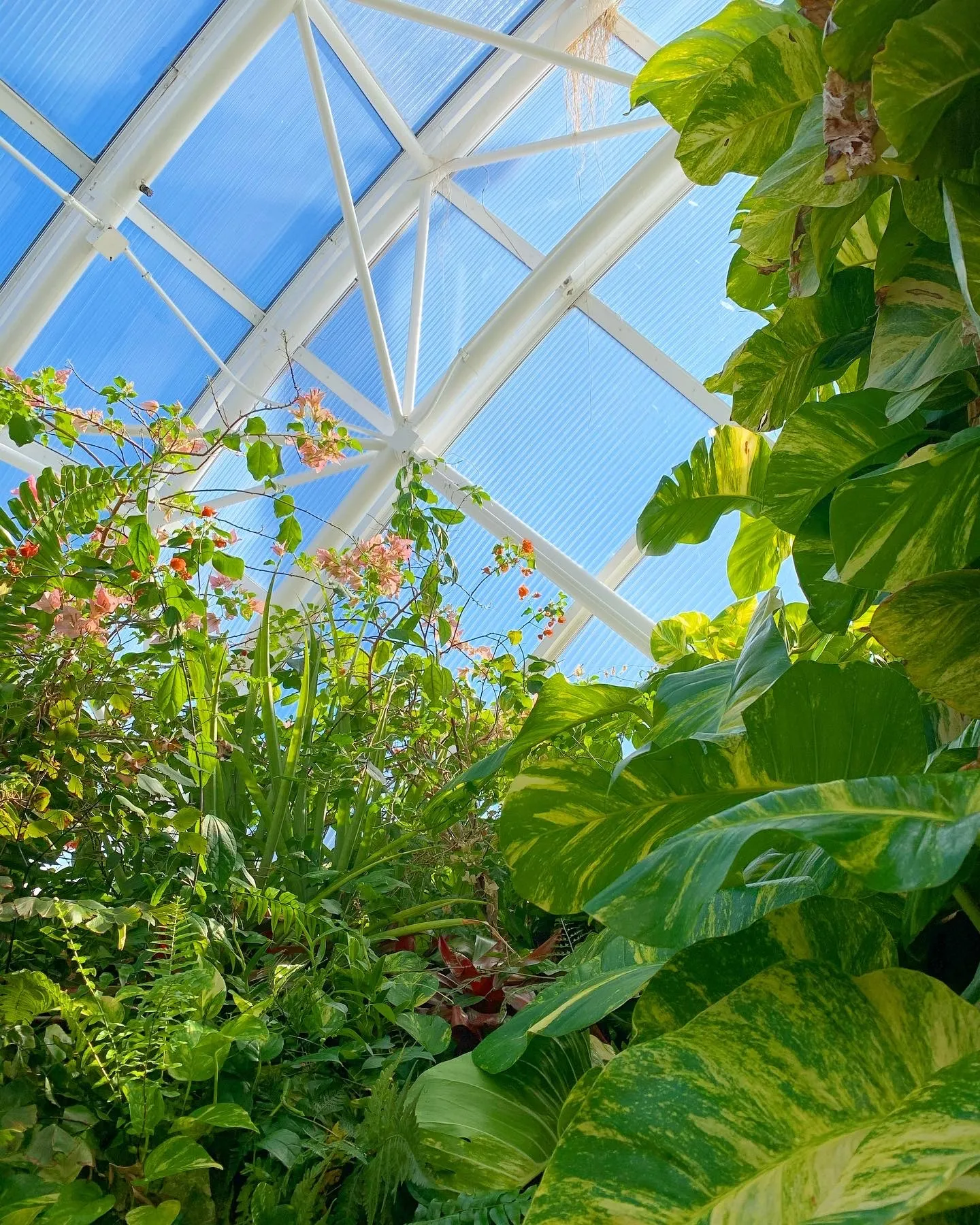 Ross OnlyFans header