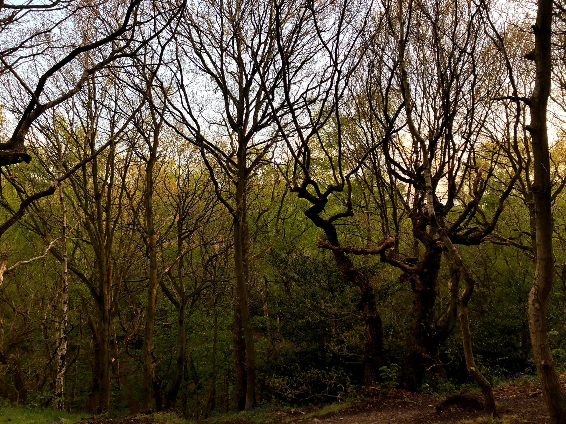 Finch🌷 OnlyFans header