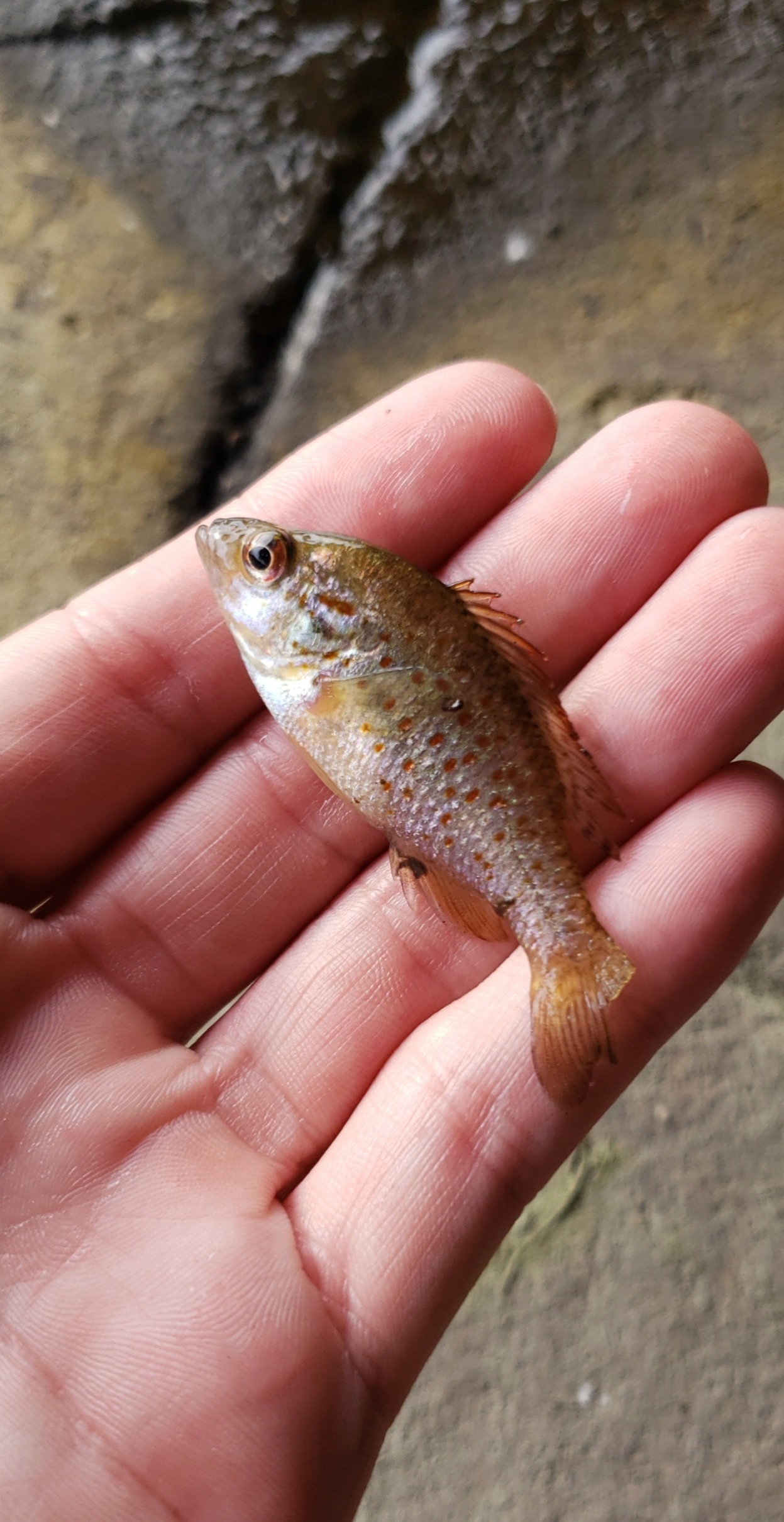 Femboy Fishing OnlyFans