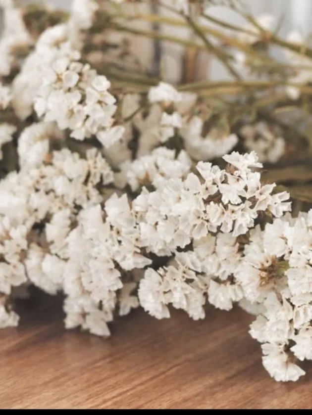 Toni OnlyFans header