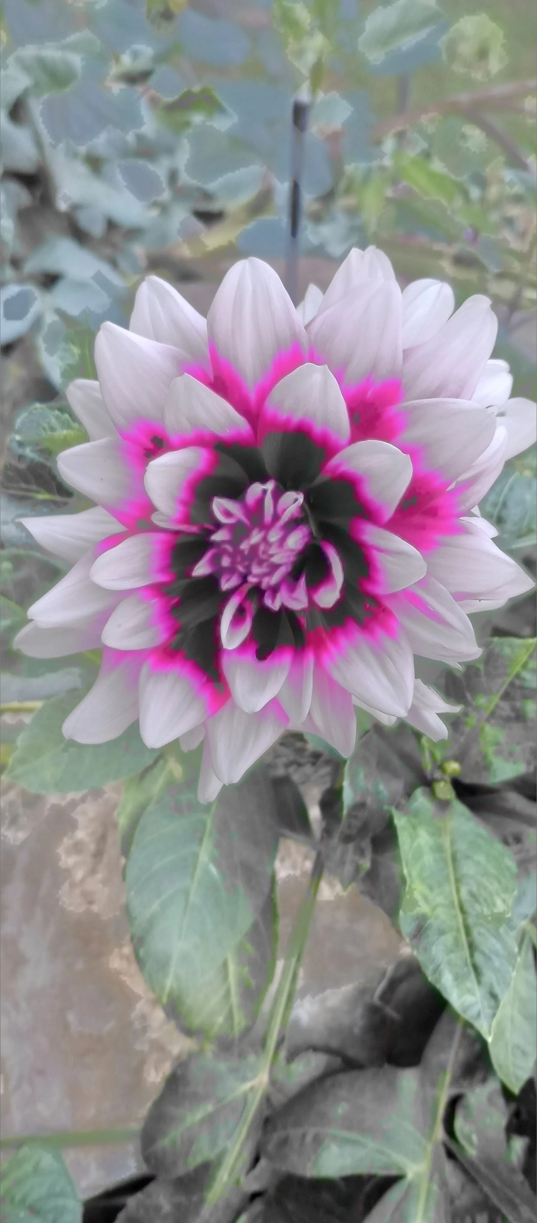 Femme Fatale OnlyFans header