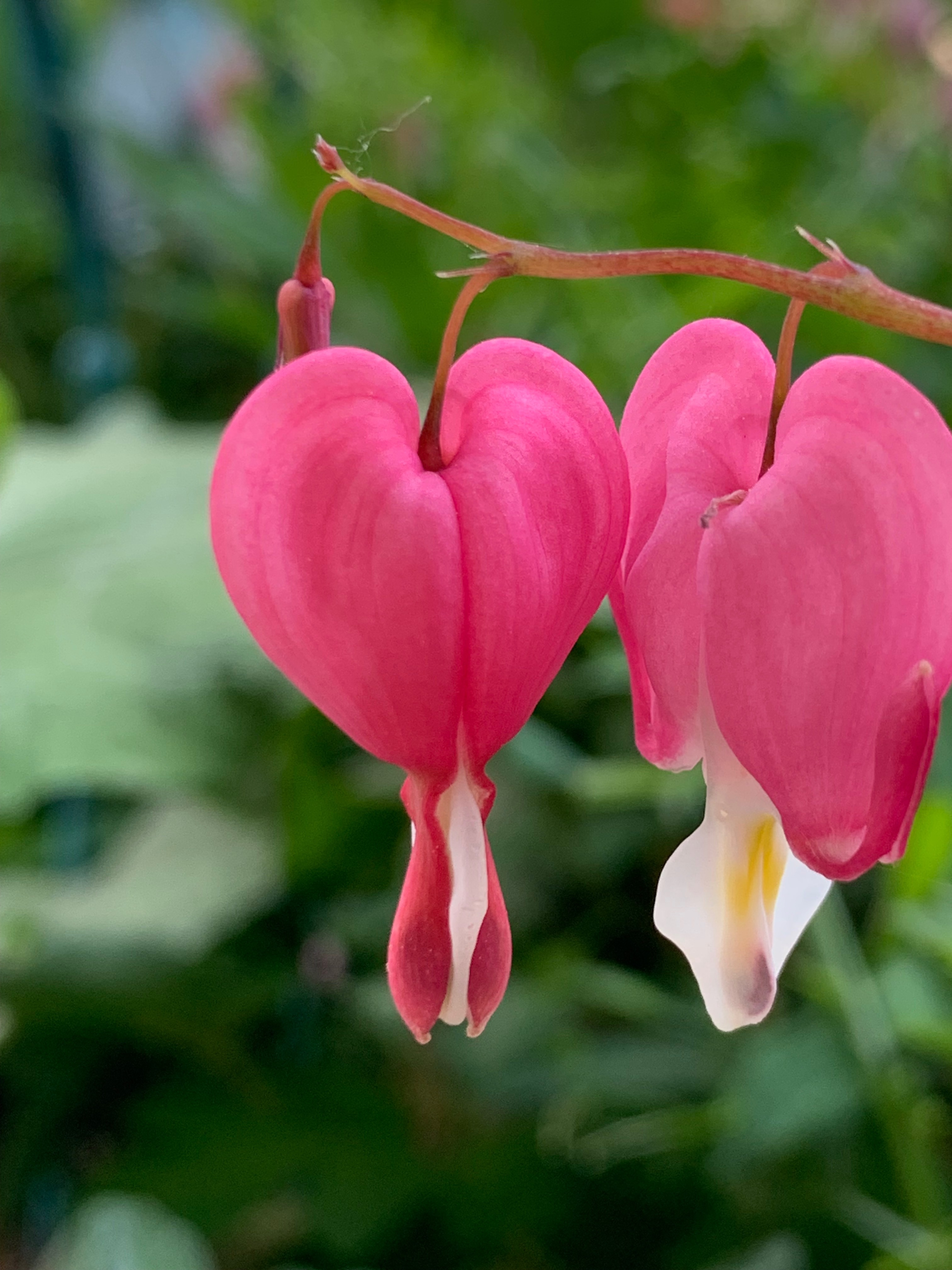 feral.artist OnlyFans header