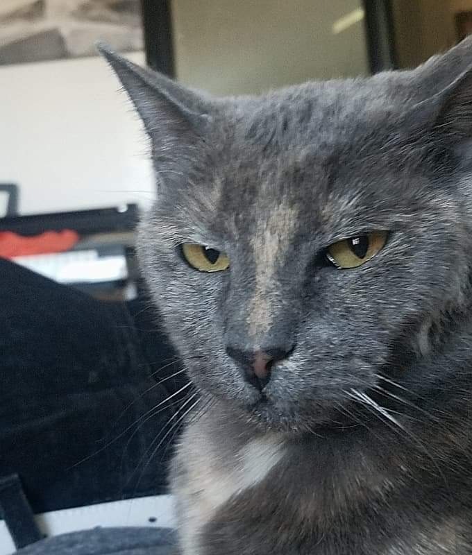 Faded Feline OnlyFans header