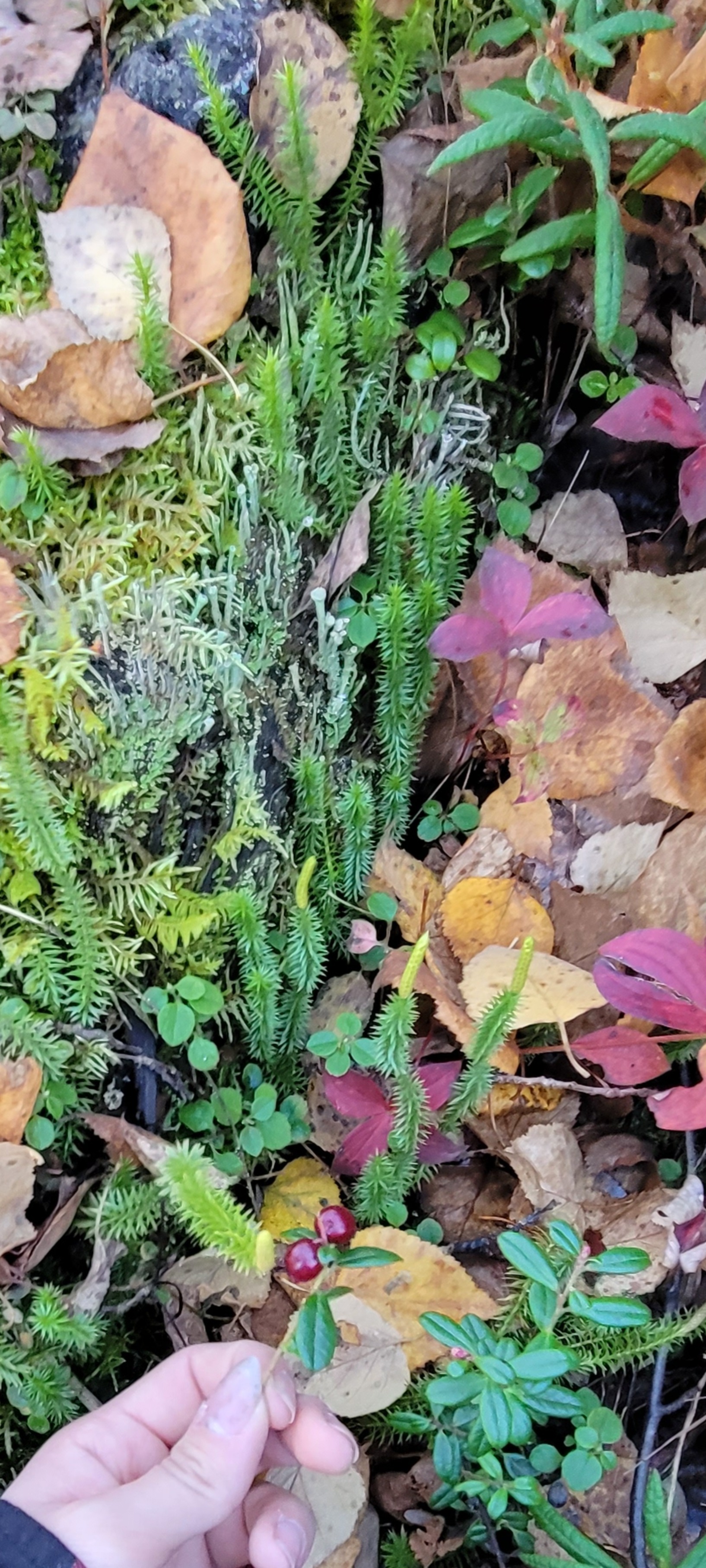 Maximum Ride OnlyFans header