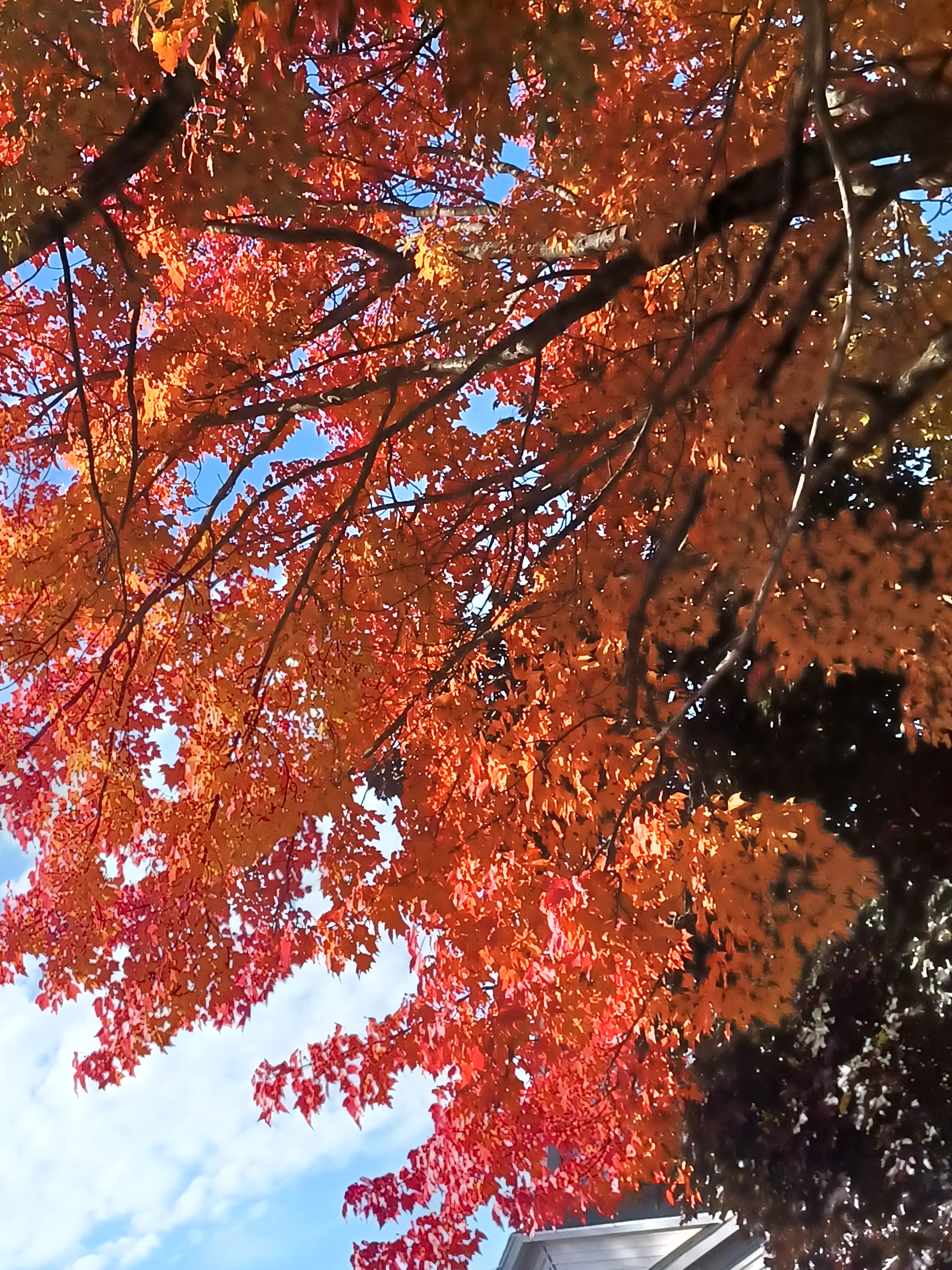 Sol 🦊 OnlyFans header