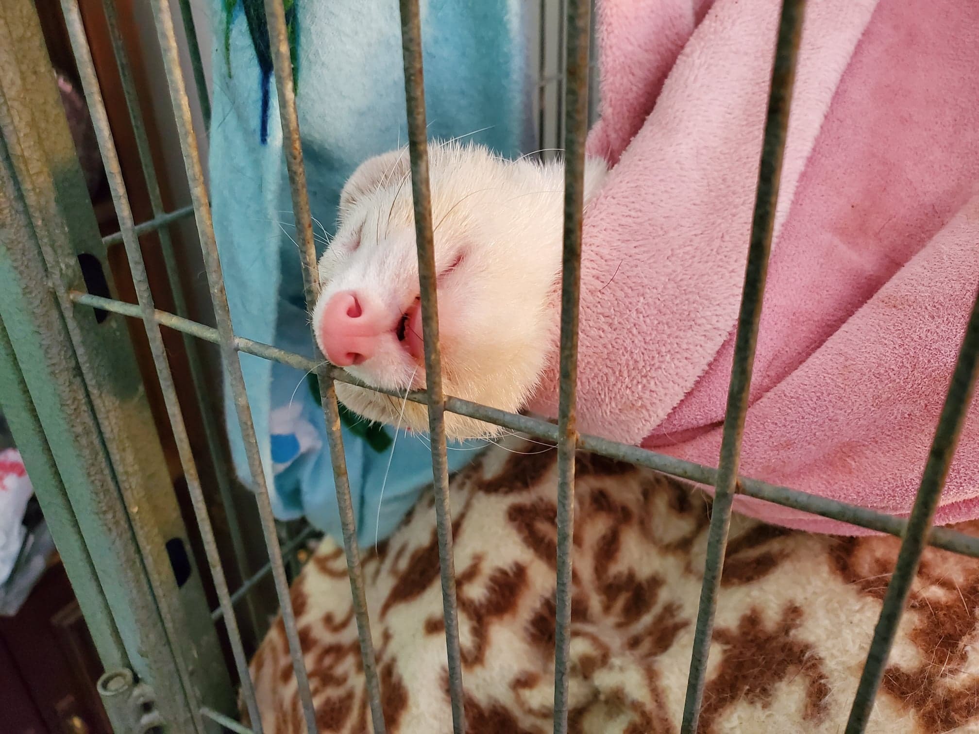 Ferret Fuzz Butts OnlyFans