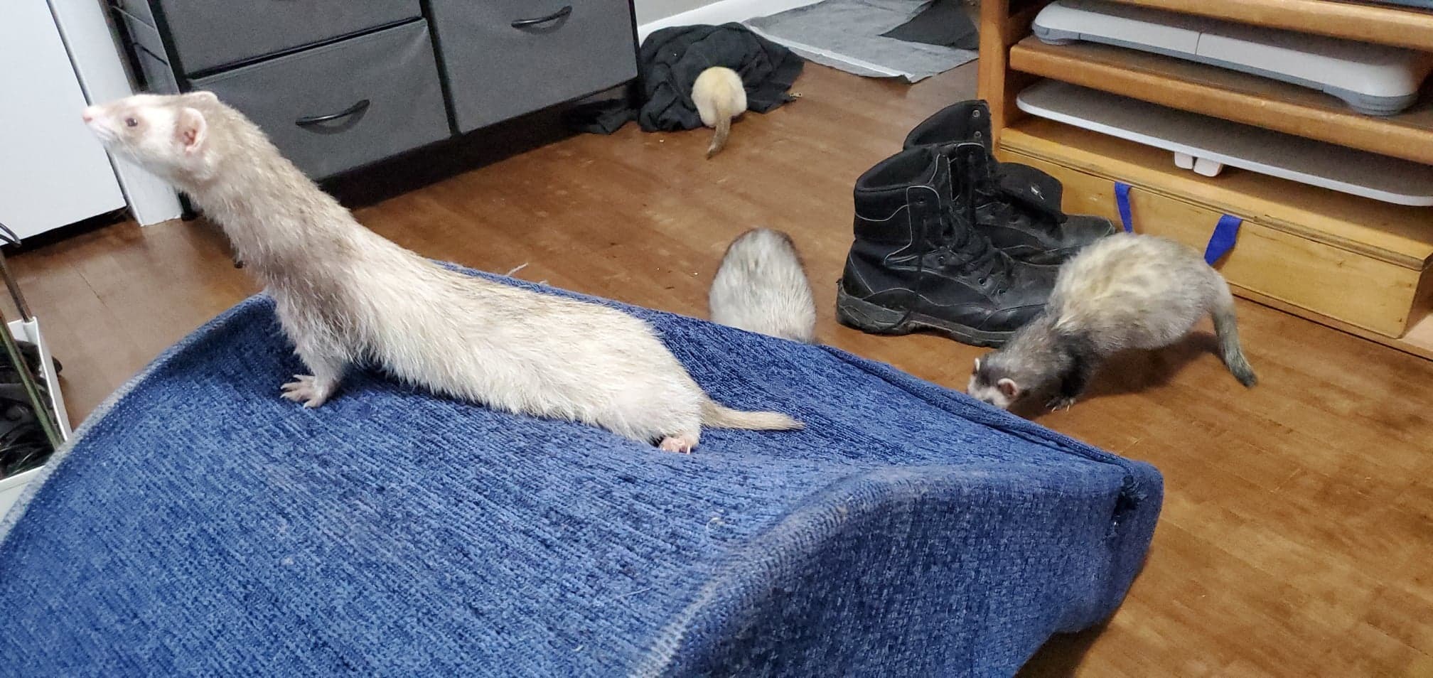 Ferret Fuzz Butts OnlyFans header