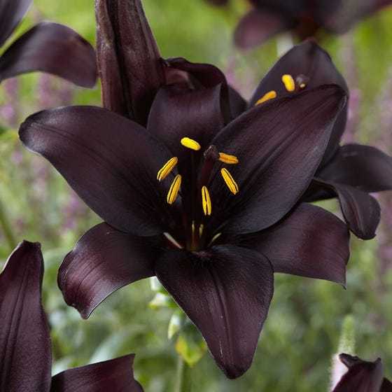 Fetgirl2121 OnlyFans header