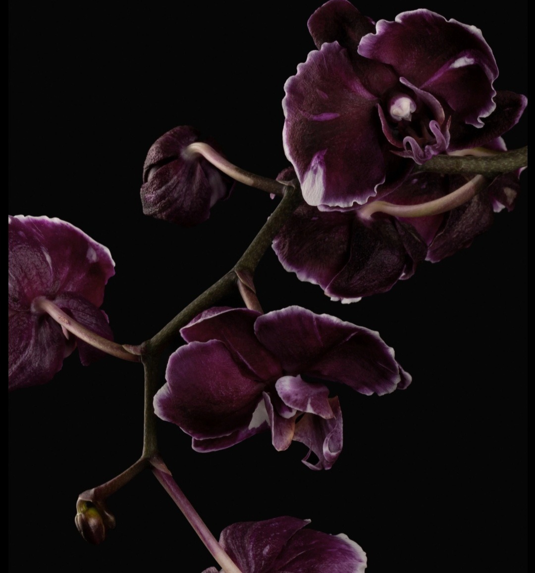 FeetFromDesire OnlyFans header