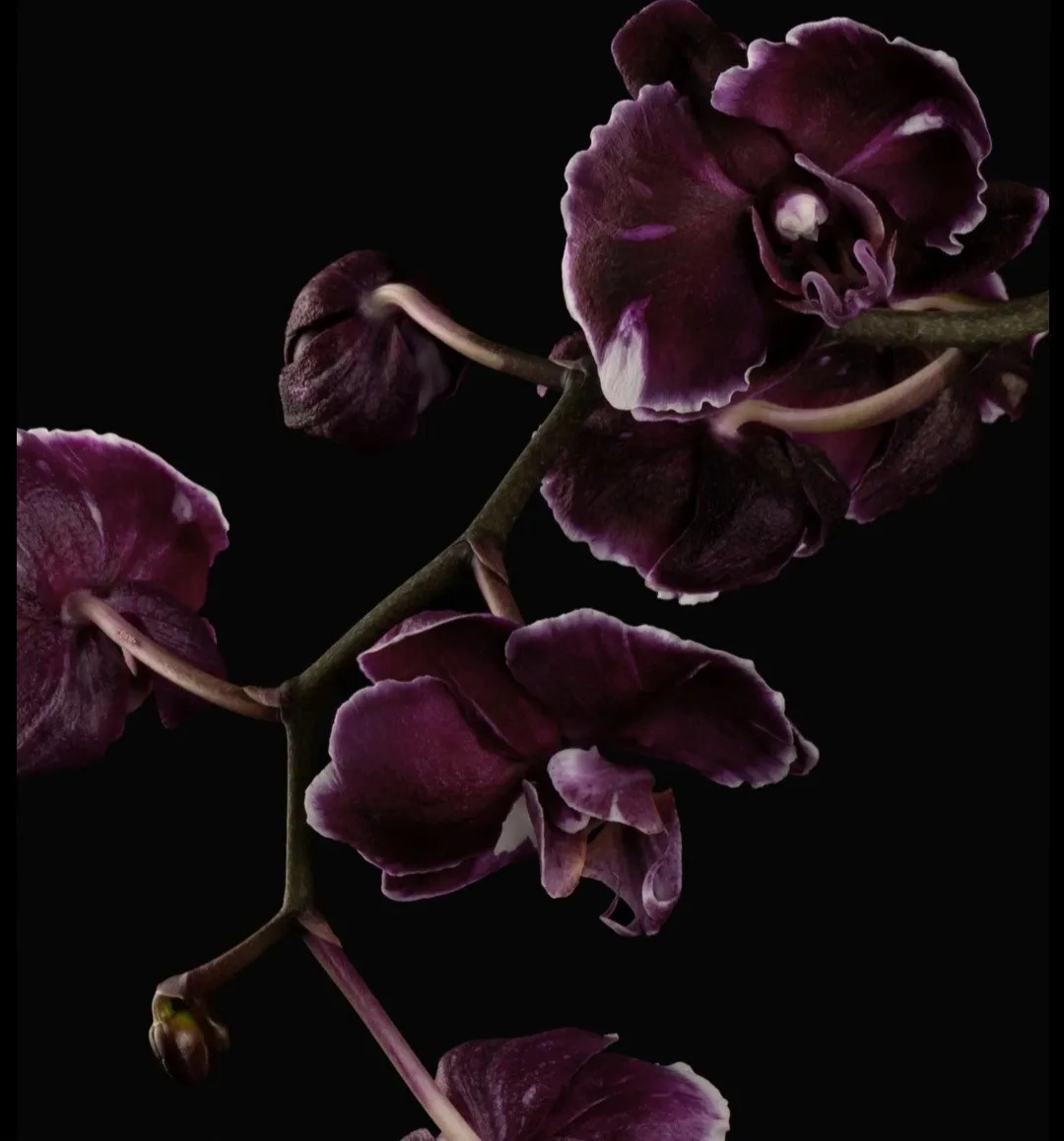 FeetFromDesire OnlyFans header